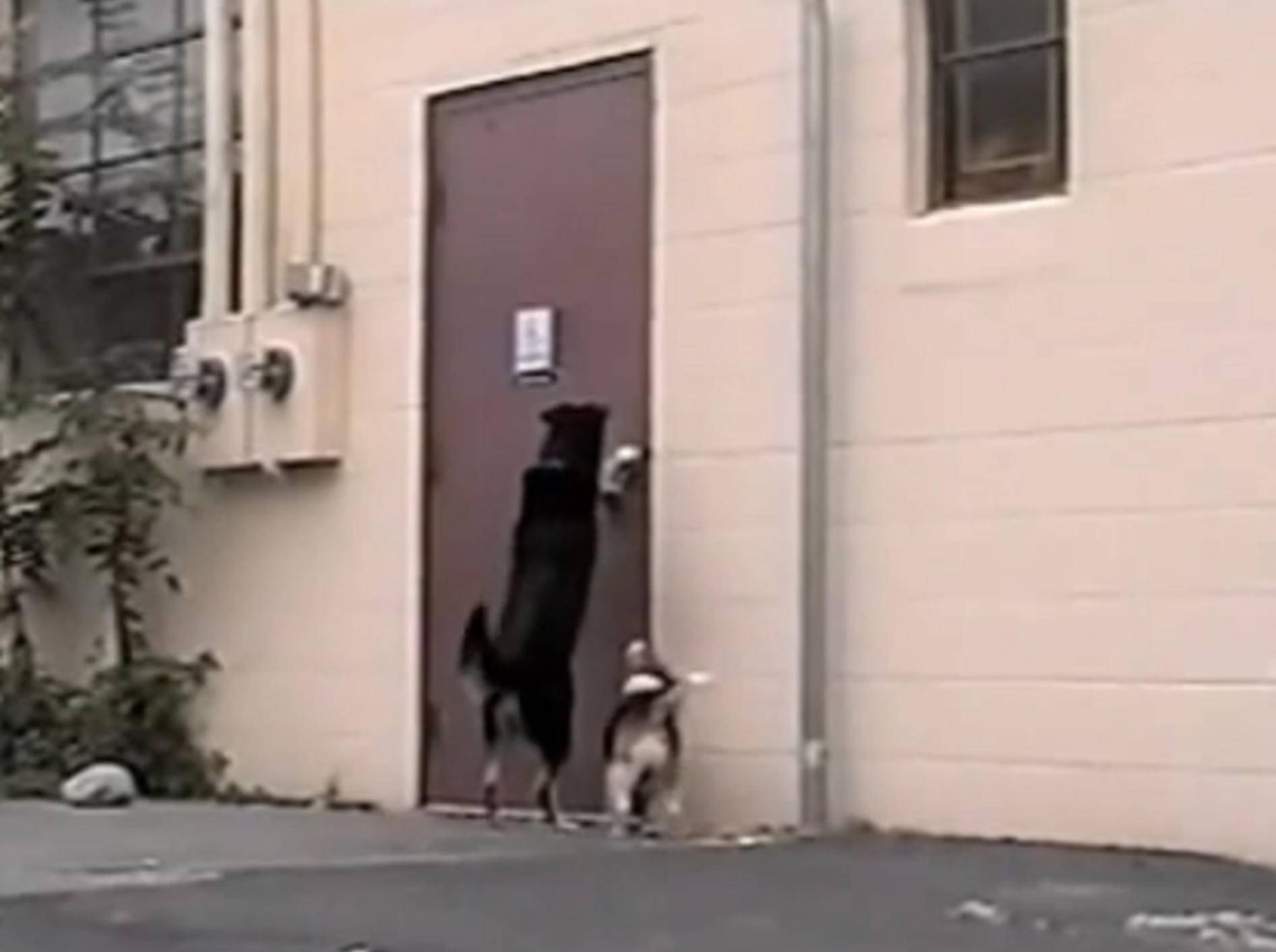 Dreibeiniger Hund öffnet Beagle die Tür