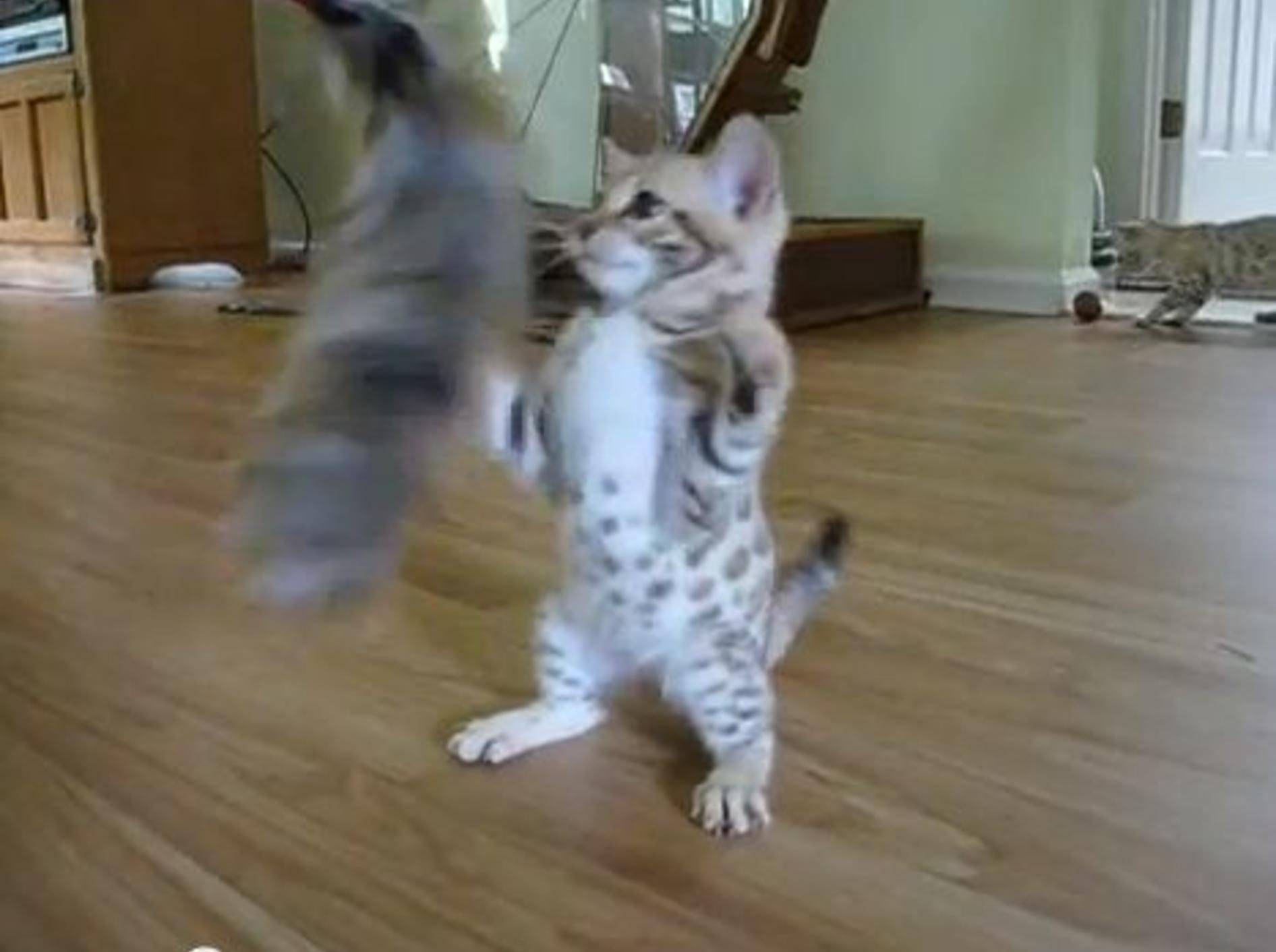 Bengal-Kitten: Einfach, weil es so hübsch ist — Bild: Youtube / Julie Stanton Welch