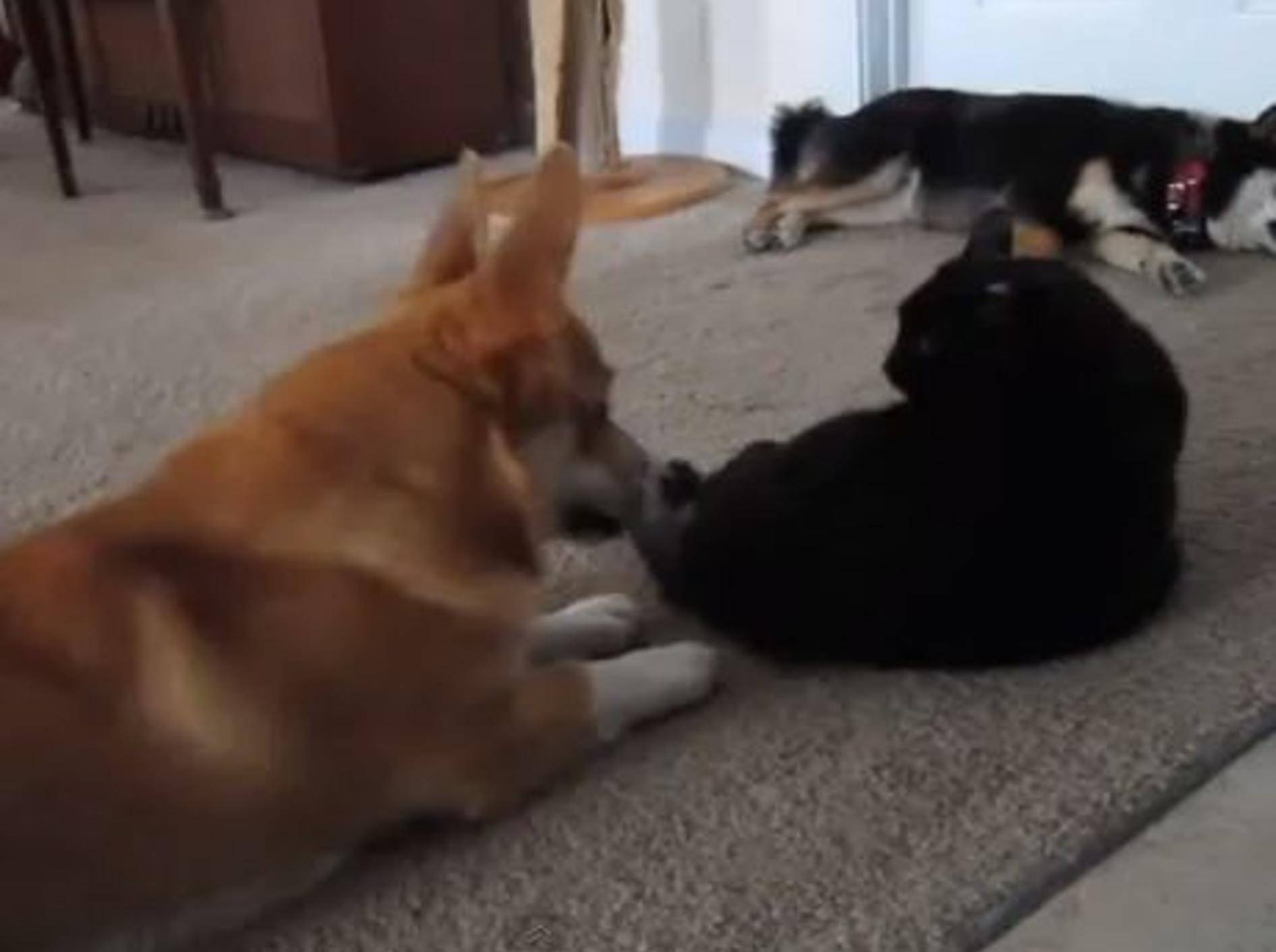 Corgi trifft Katze: Ach komm schon, spiel mit! — Bild: Youtube / 1ystrade