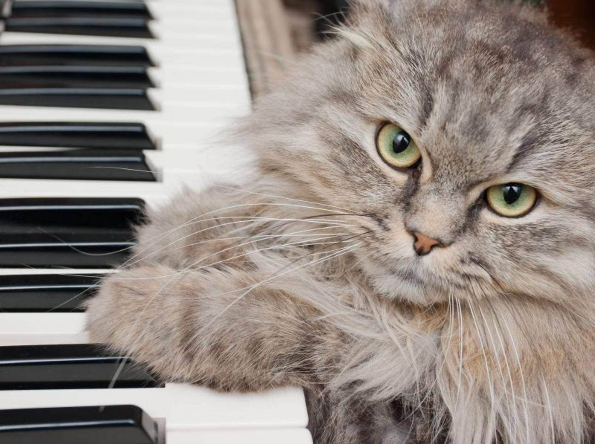 "Seid mal ehrlich, spiel ich gut?" Flauschige Katze am Klavier — Bild: Shutterstock / Telekhovskyi