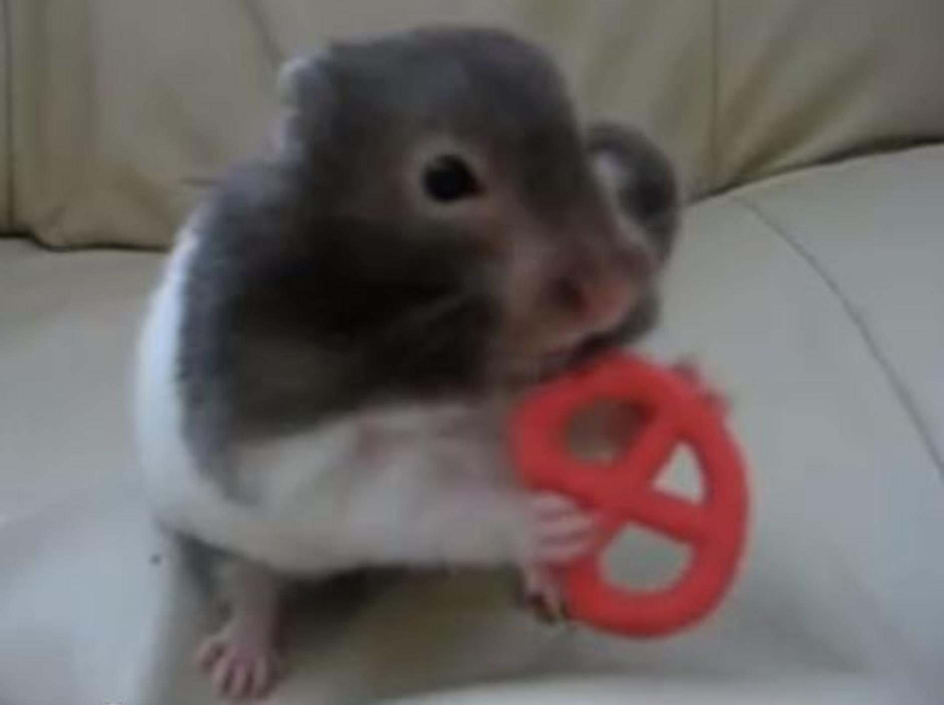 Oh lecker! Süßer Mini-Hamster futtert Brezel — Bild: Youtube / bluecherrygirl101