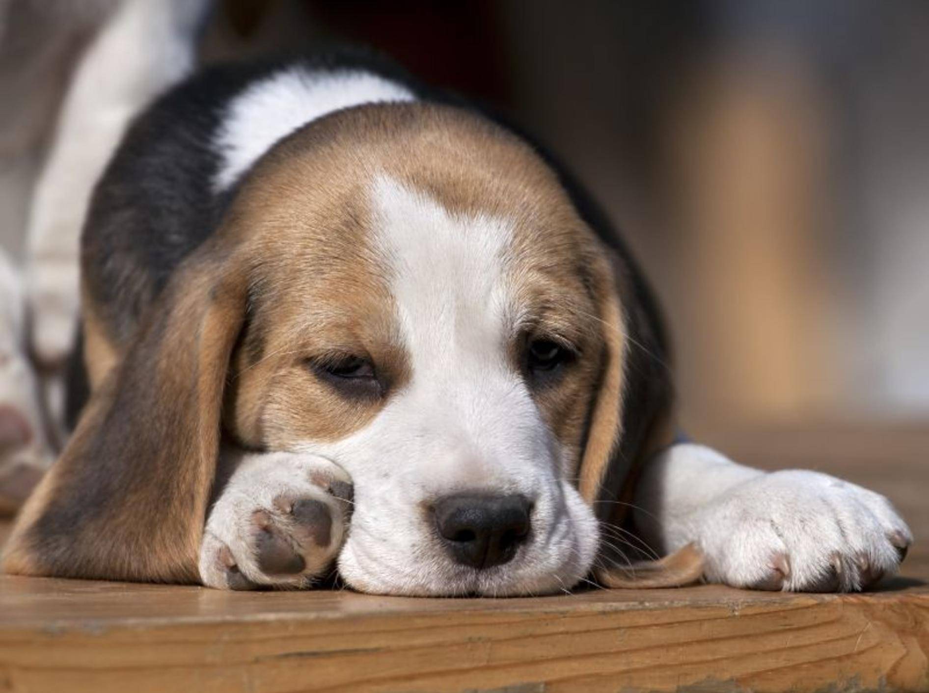 Wenn ein Hund Schokolade gefressen hat, muss er schnell zum Tierarzt — Bild: Shutterstock / Reddogs