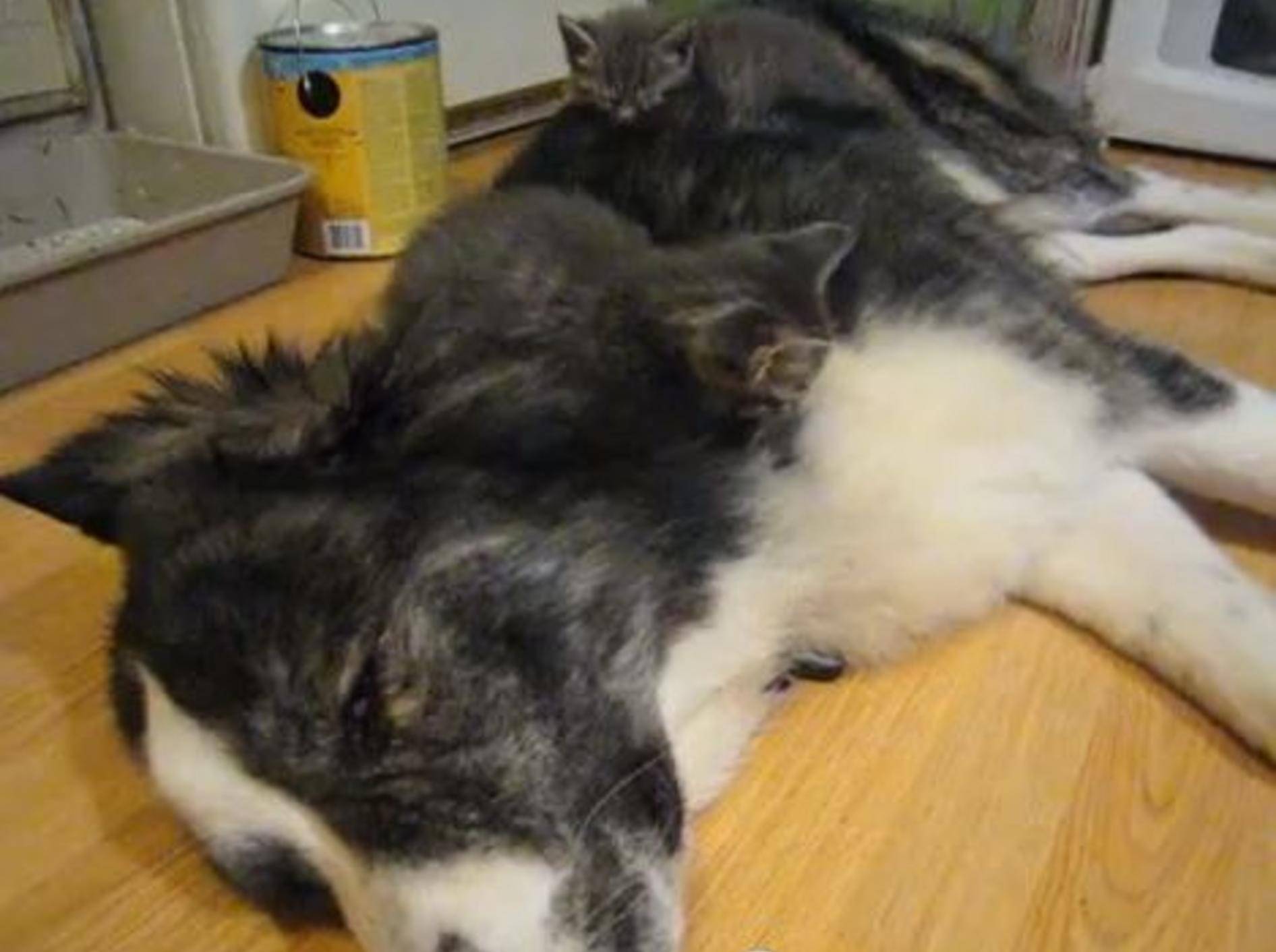 Wie süß: Gemütlicher Hundewelpe spielt Katzenbett — Bild: Youtube / lilolgumby·