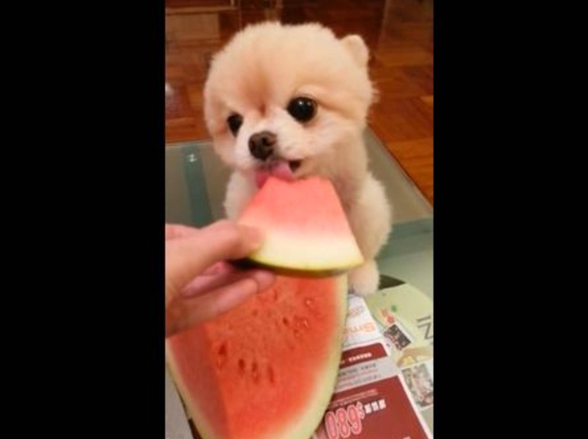 Kleiner Hund mag schrecklich gerne Wassermelone — Bild: Shutterstock / mitzuko984