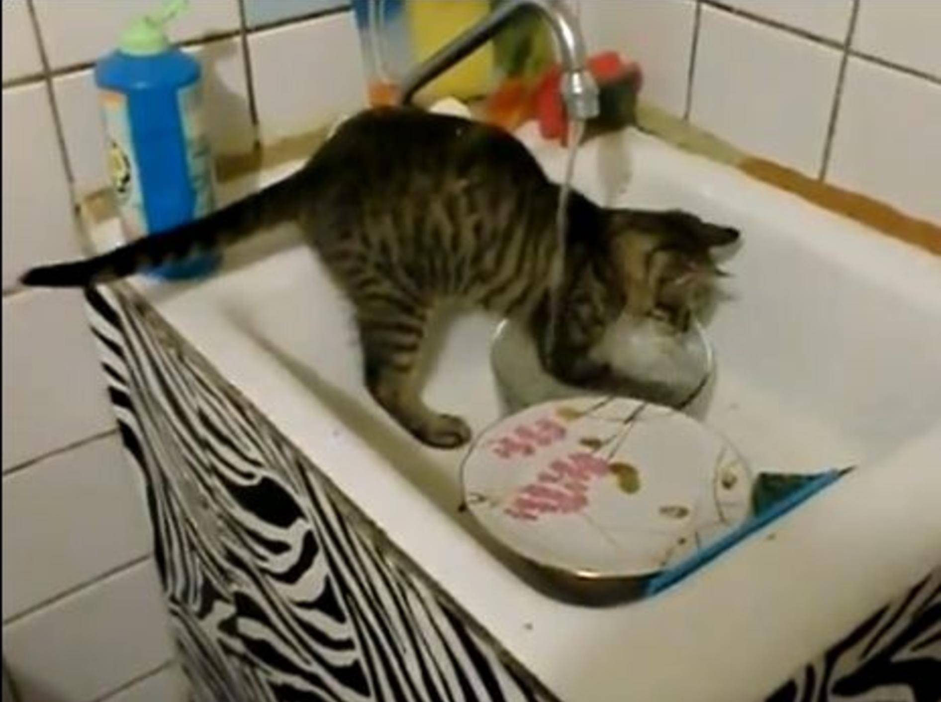 Wie hilfsbereit: Ein Kätzchen macht den Abwasch — Bild: Youtube / Mr7funny