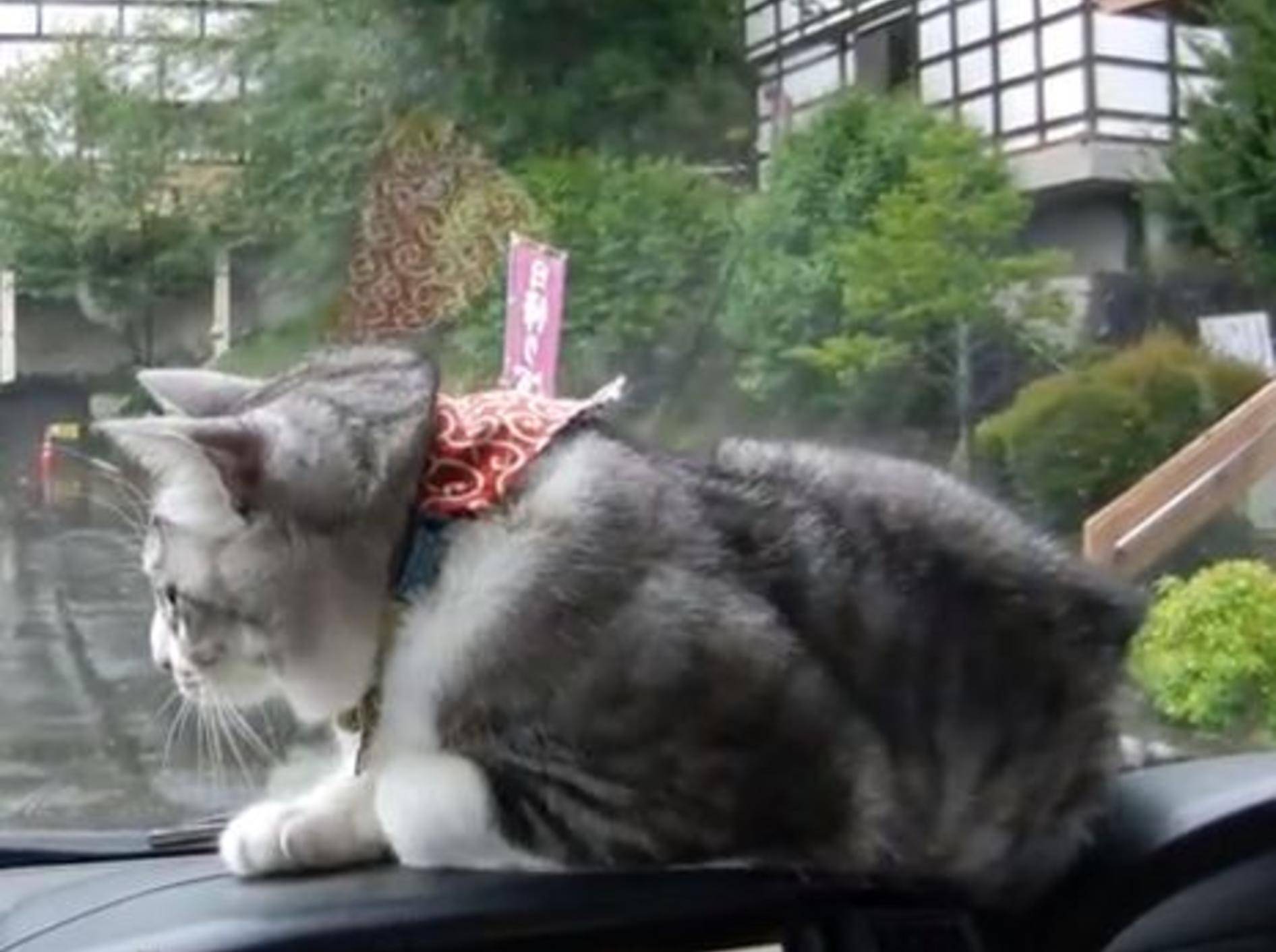 Katze gegen Scheibenwischer: Ein spannendes Duell — Bild: Youtube / ayapanyan