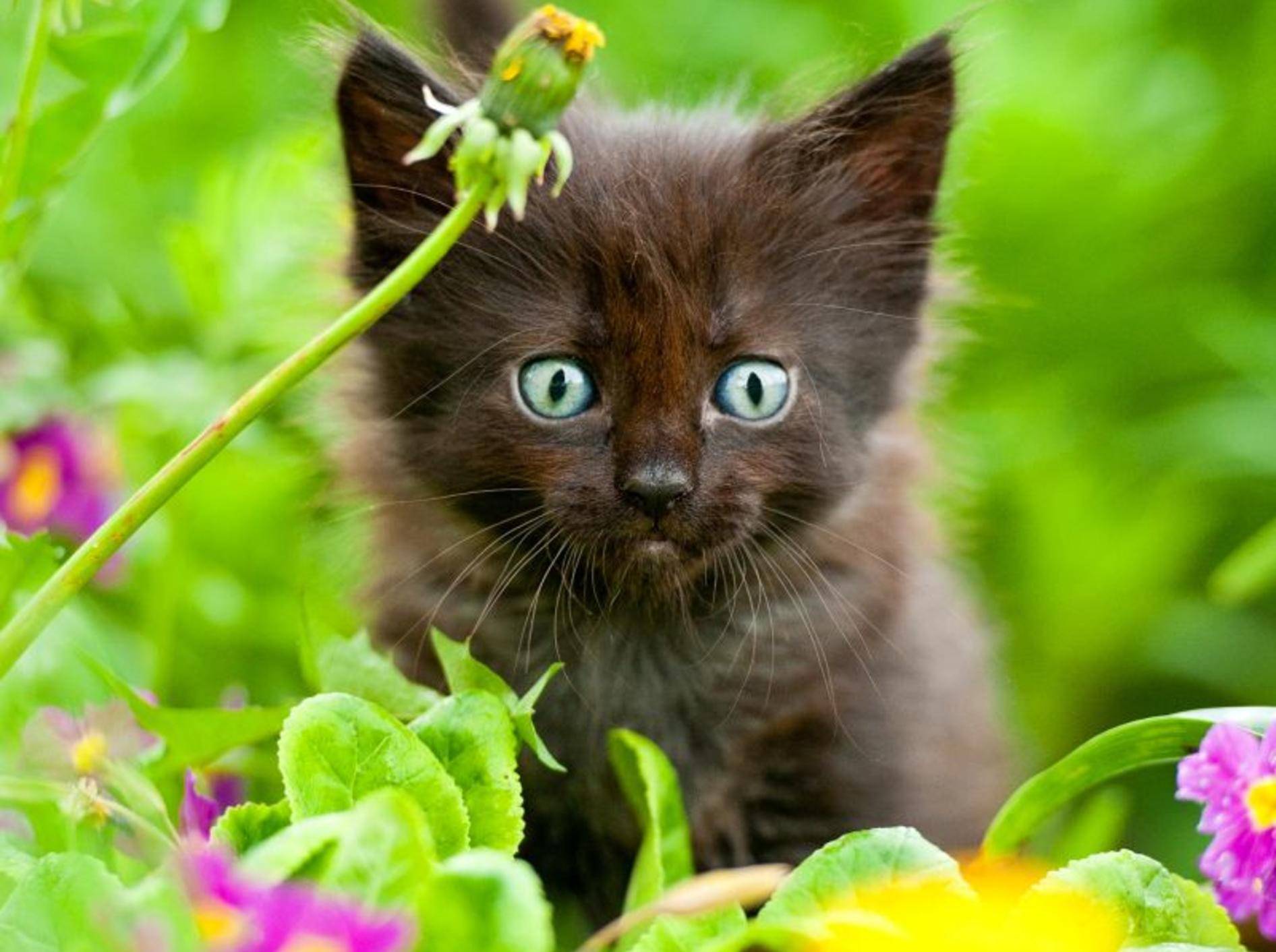 Bachblüten für Katzen: Die Anwendung ist einfach — Bild: Shutterstock / Rita Kochmarjova