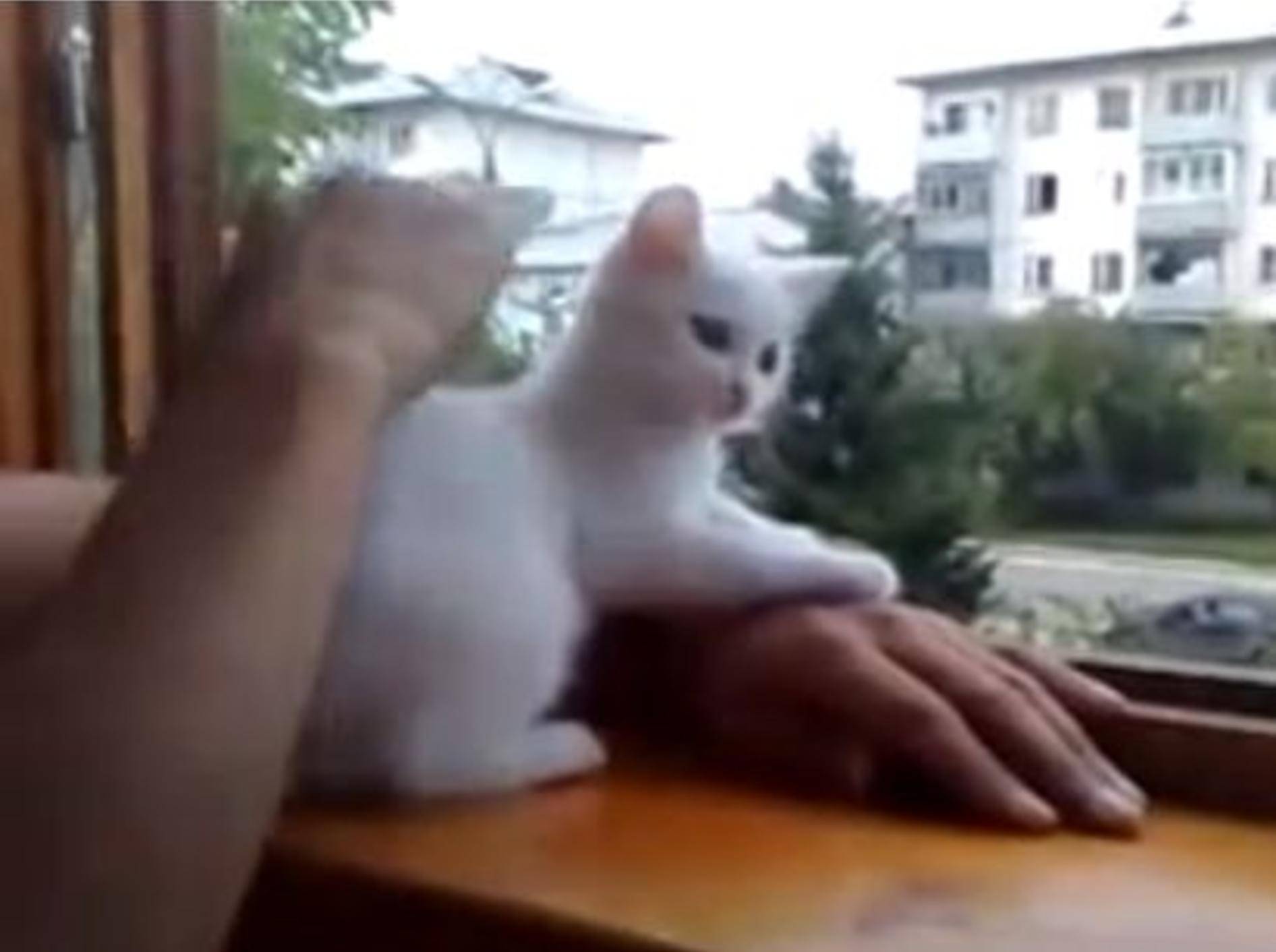 Hilfsbereite Katze passt auf Herrchen auf — Bild: Youtube / PrimVids