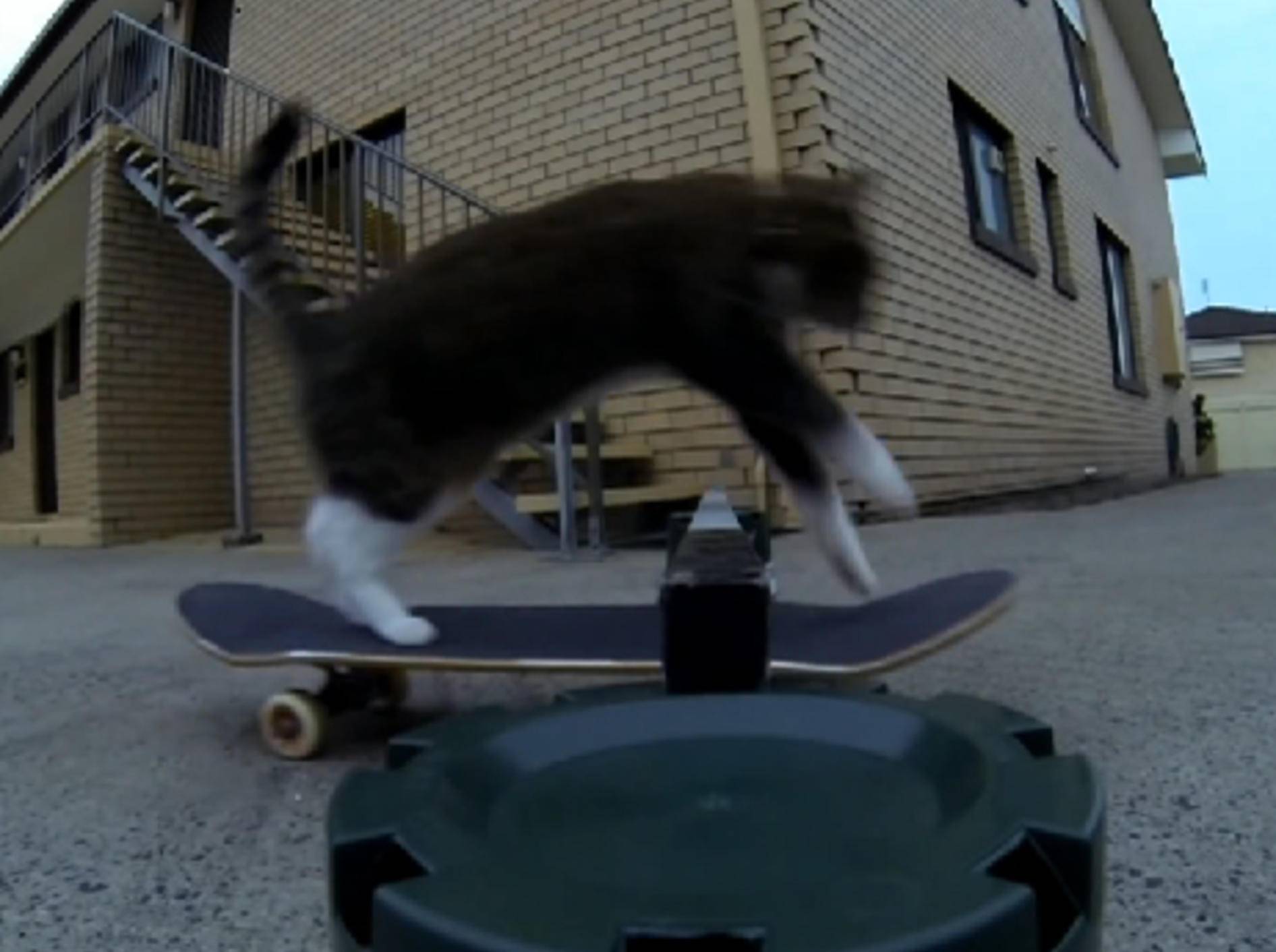 Katze macht Skateboard-Stunt