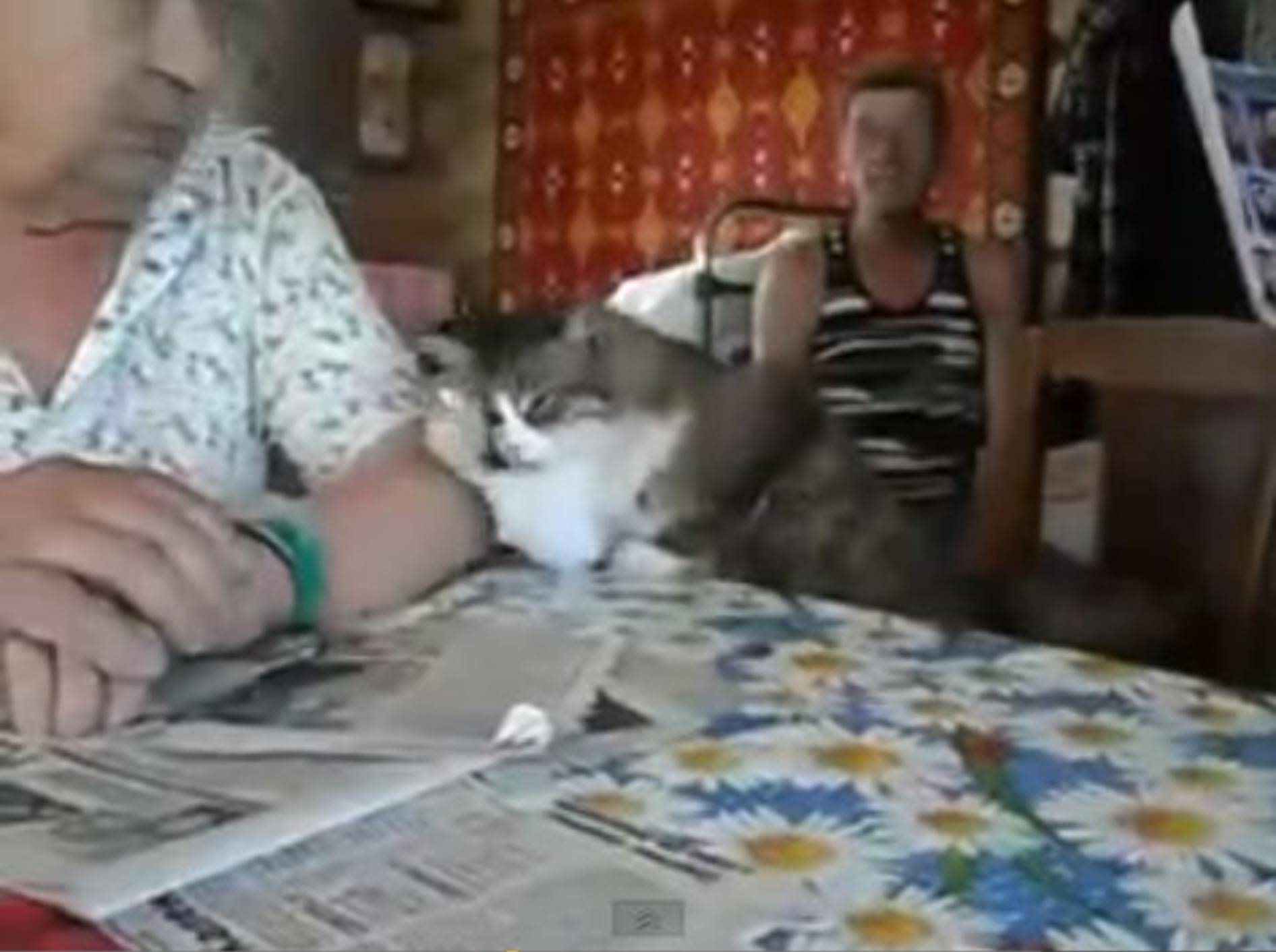 Kleines Tutorial: So streichelt man eine Katze — Bild: Youtube / palachmbable