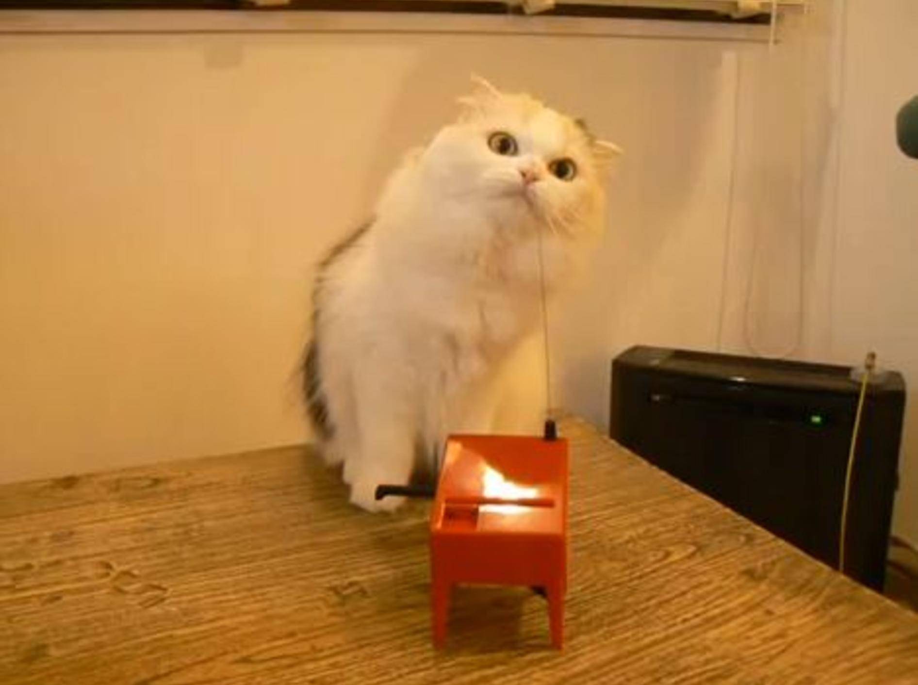 Neugierige Katze untersucht ein merkwürdiges Instrument — Bild: Youtube / blancbonn