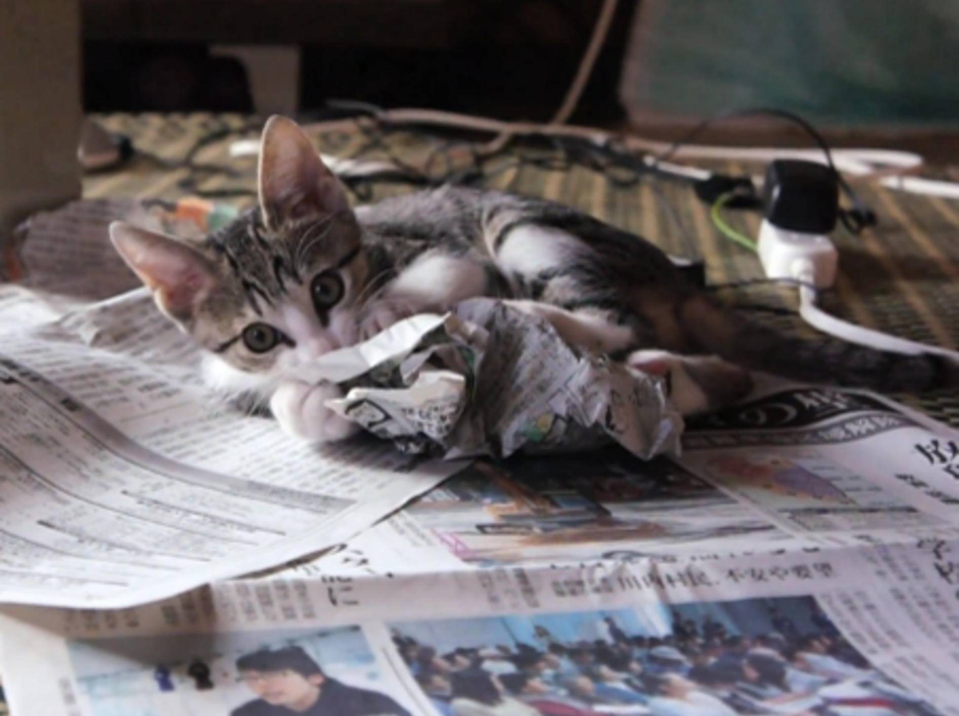 Gemeines Kätzchen: "Meine Zeitung krigst du nicht!"