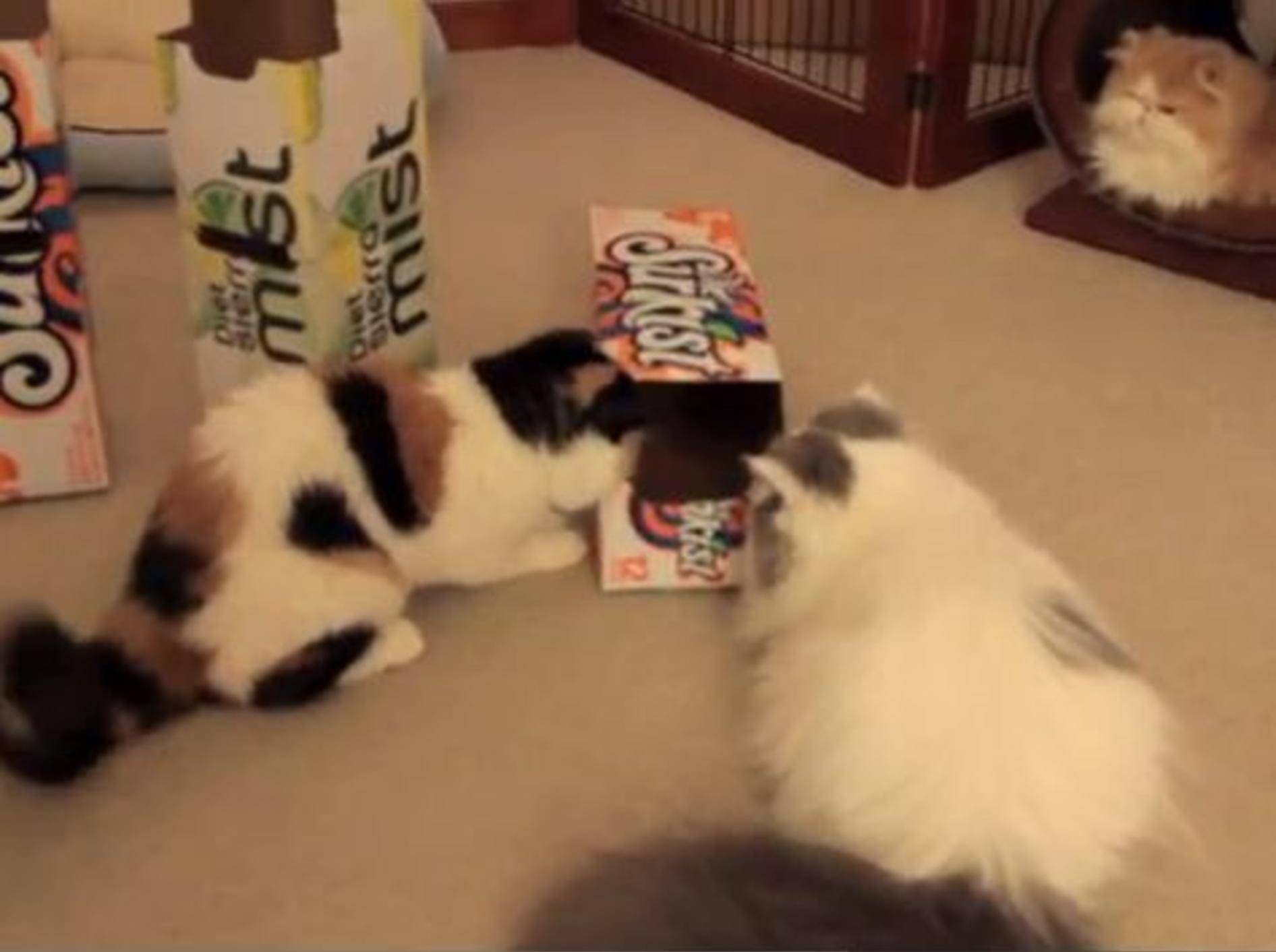 Lustiges Phänomen: Warum lieben Katzen Kartons? — Bild: Youtube / sweetfurx4