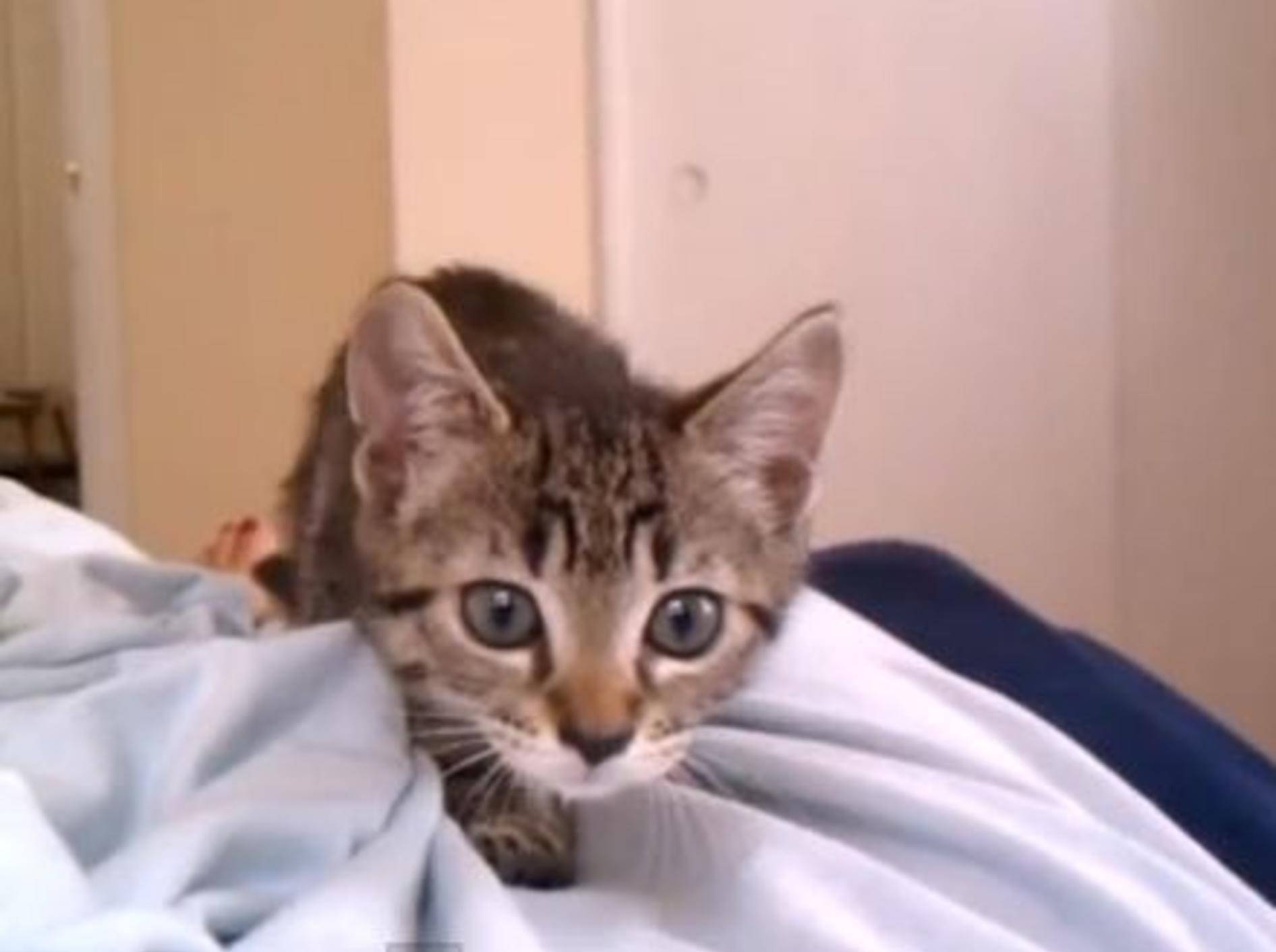 Und Attacke! Vor dieser kleinen Katze ist nichts sicher — Bild: Youtube / itsudonamor