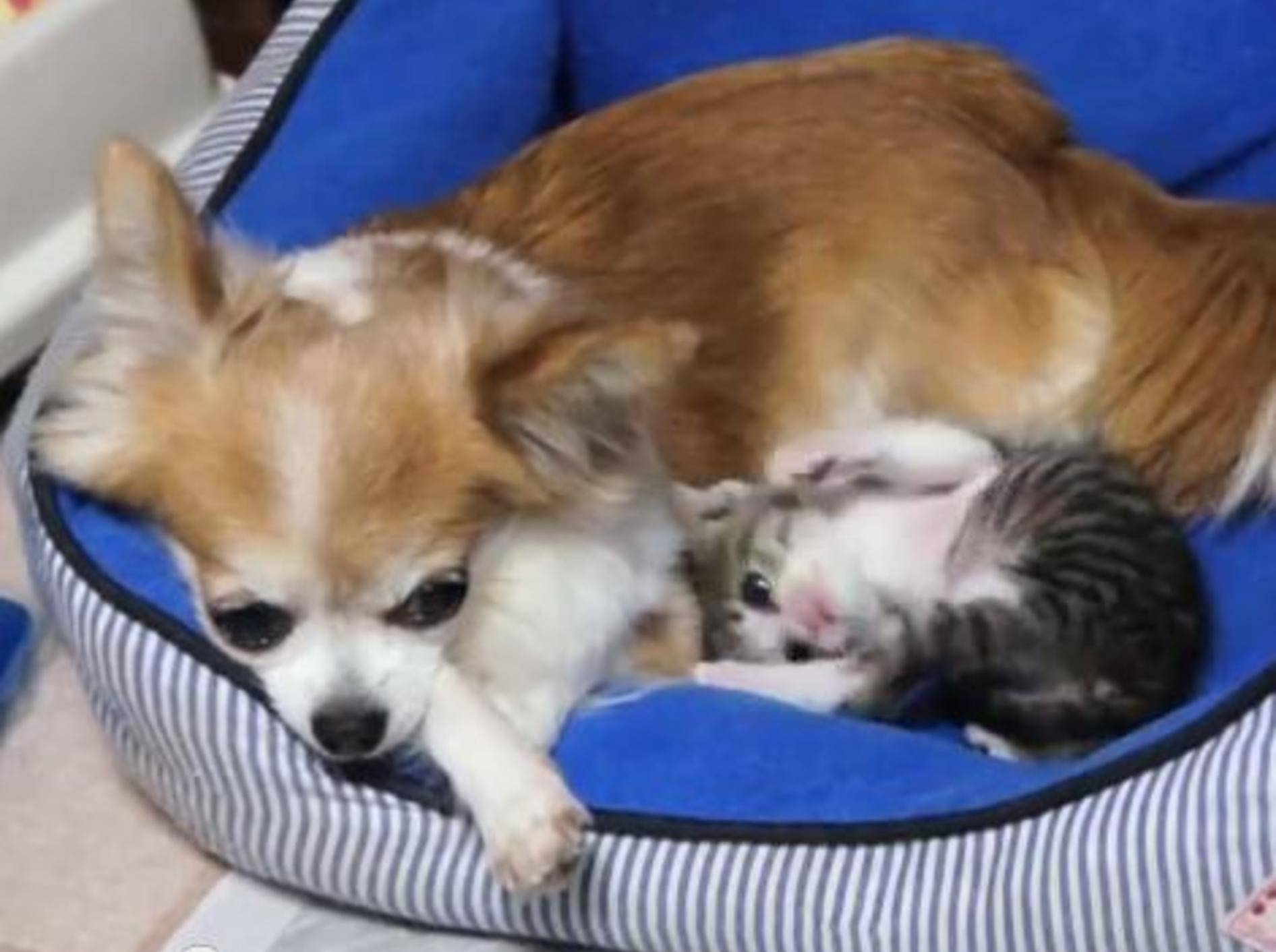 Ohagi und der Chihuahua: Wo die Liebe hinfällt — Bild: Youtube / MAKO0MAKO0