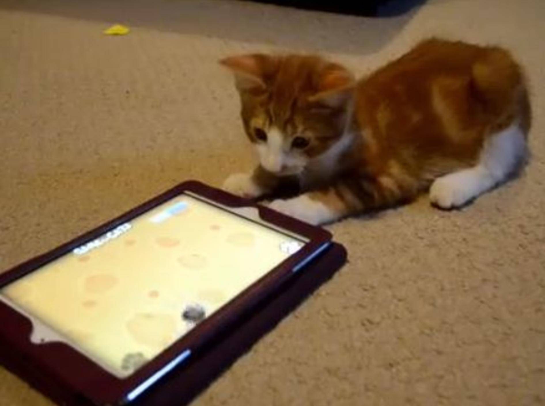 Süßes Katzenbaby: Oscar und die iPad-Maus — Bild: Youtube / linz457