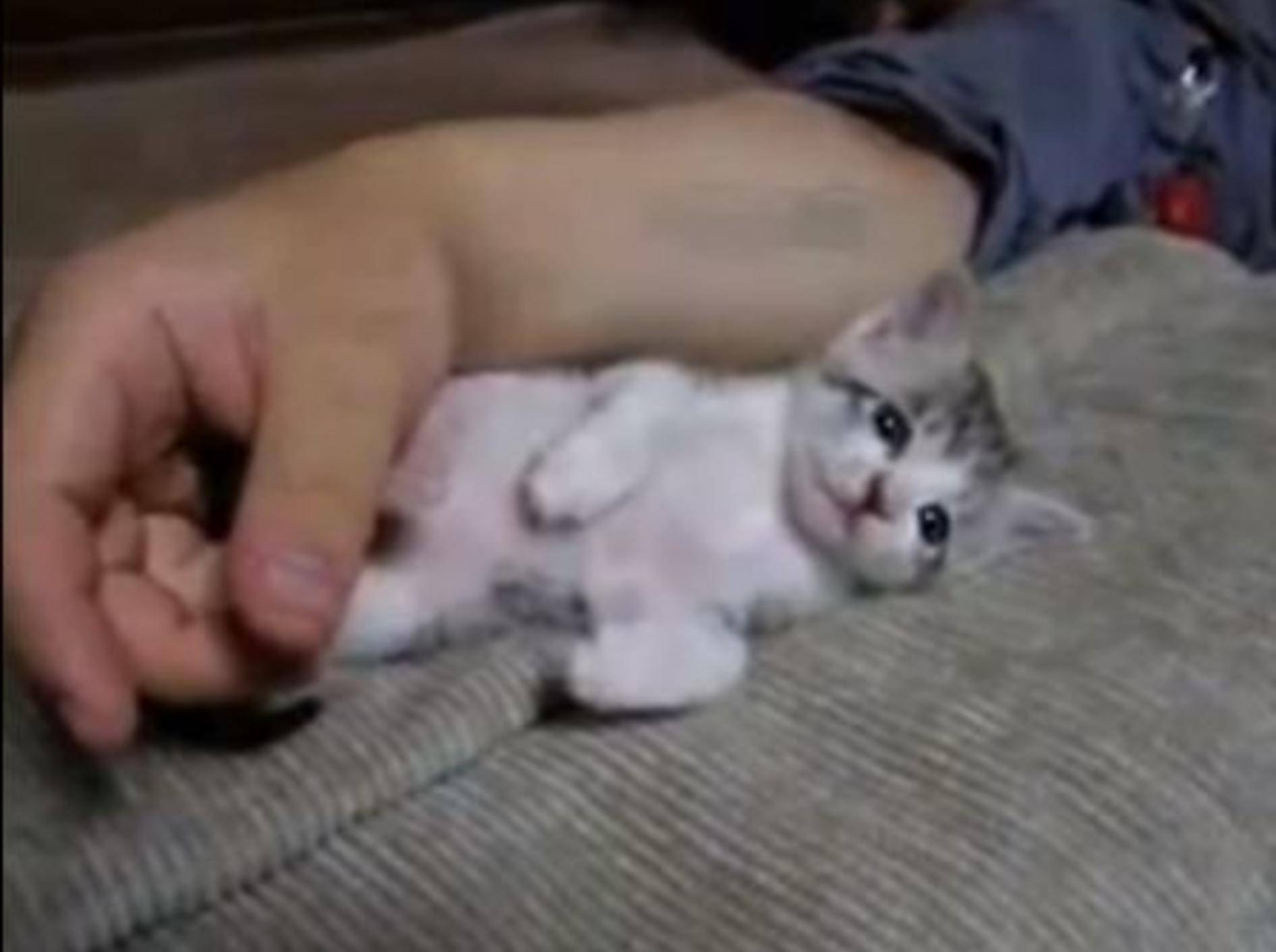 Kleines Katzenbaby: Fernsehen macht sooo müde — Bild: Youtube / syaruru