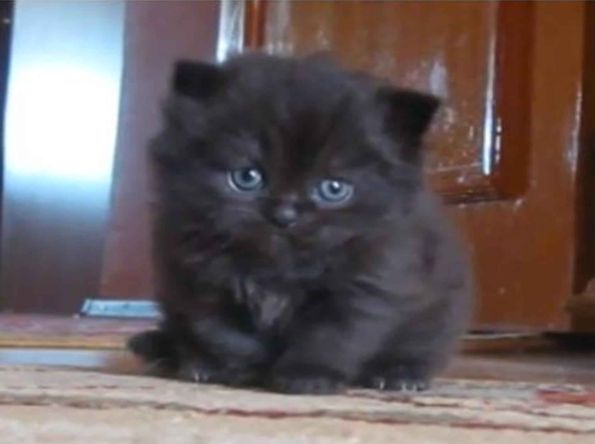 Süßes Kätzchen ist ein bisschen traurig — Bild: Youtube / Just4FunHL