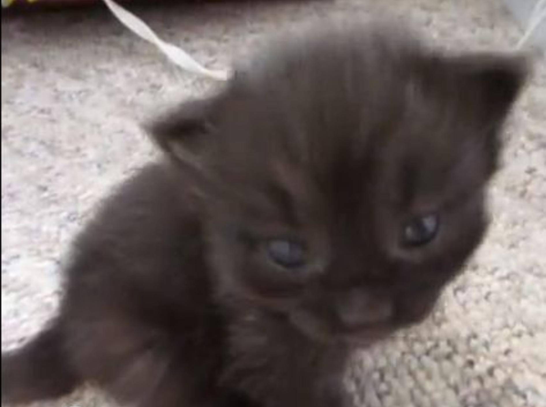 Quietsch, Miau: Katzenbaby macht so süße Geräusche — Bild: Youtube / ScampyDee