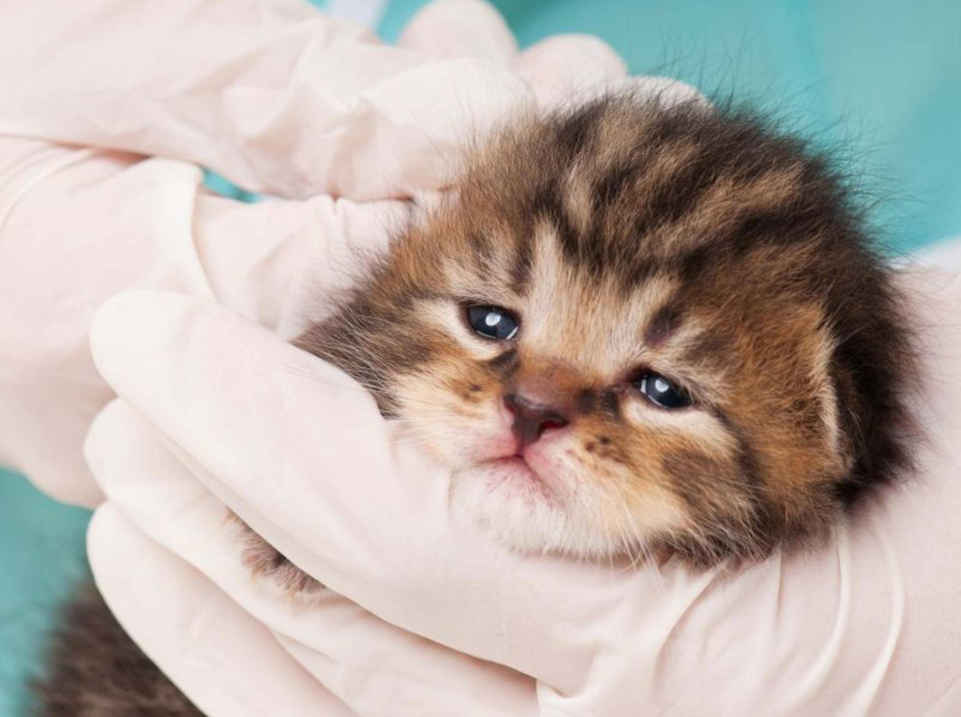 Symptome möglichst schnell erkennen: Katzenseuche ist sehr gefährlich — Bild: Shutterstock / Lubava