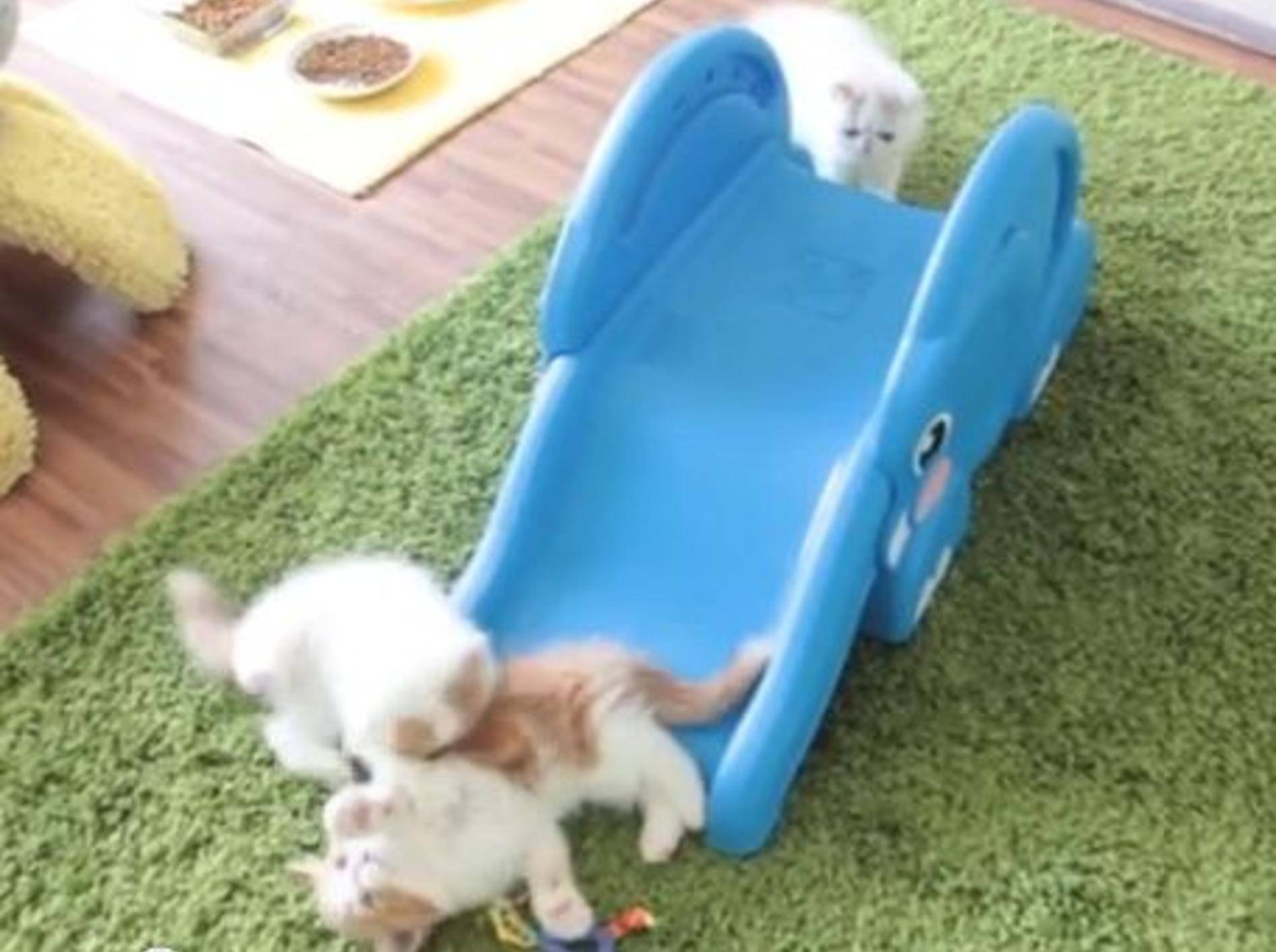 Achtung, jetzt kommen wir: Katzenbabys erobern Rutsche — Bild: Youtube / sweetfurx4