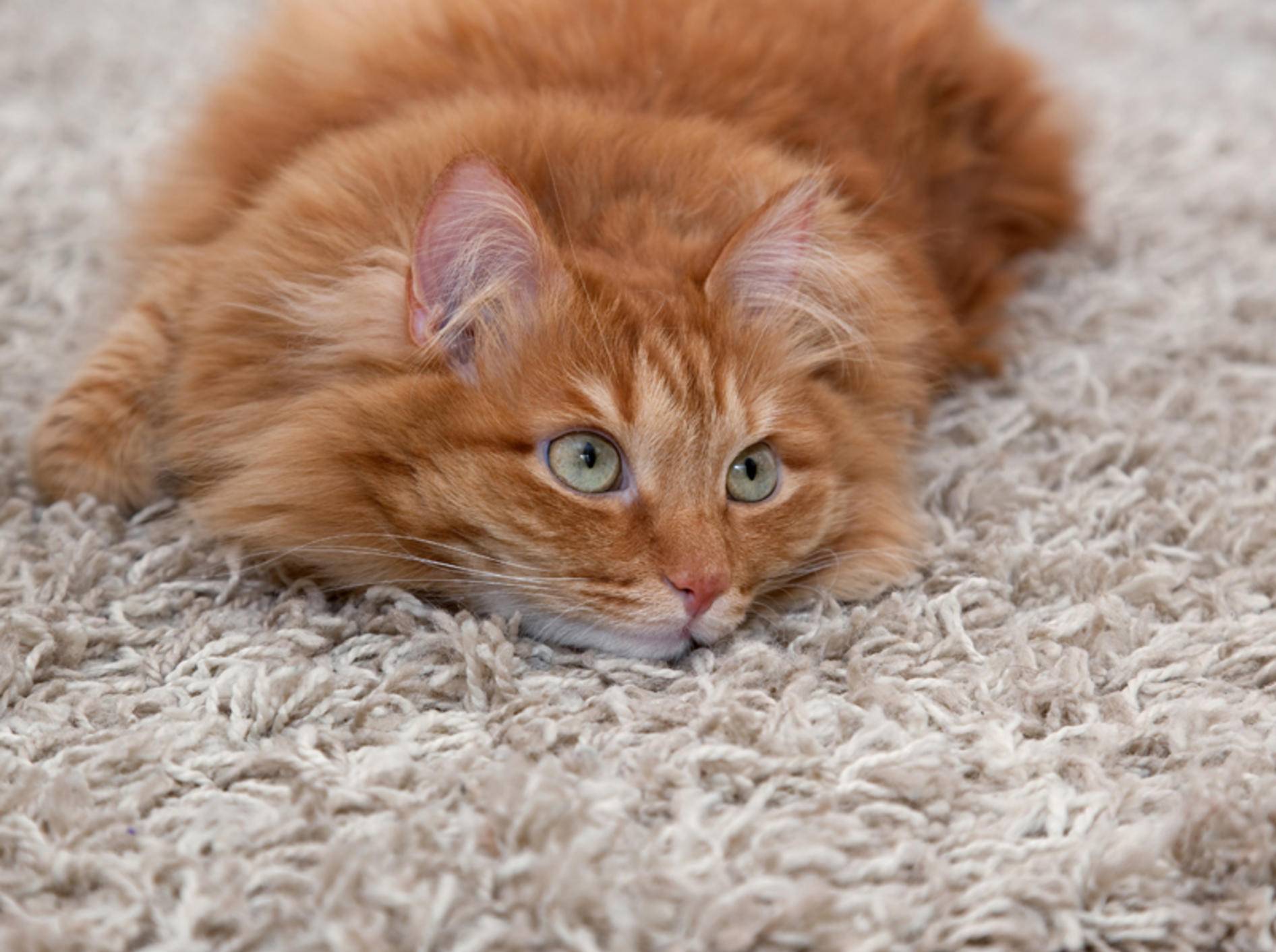 Katzenflöhe in der Wohnung sind auf Teppichen besonders hartnäckig