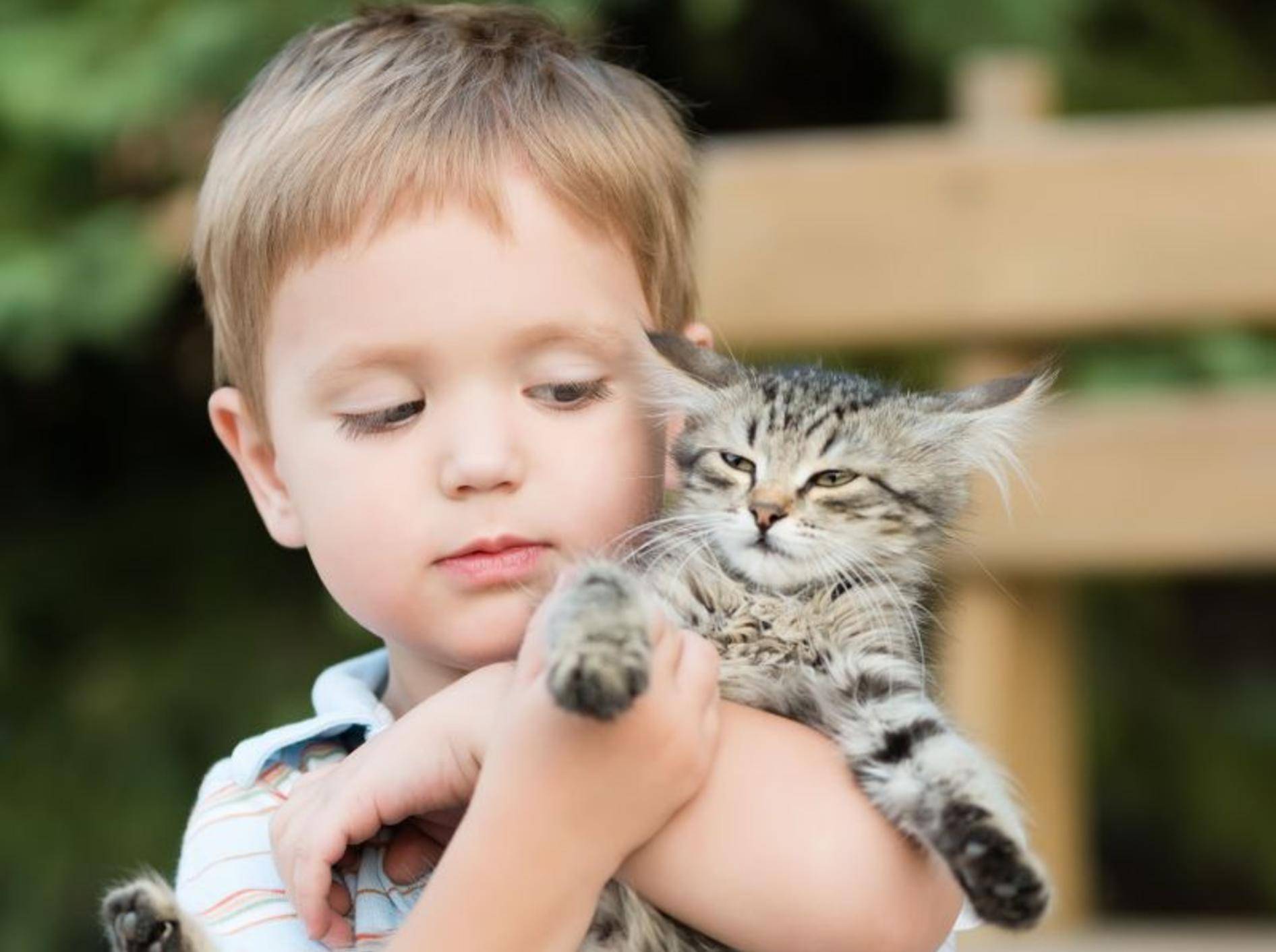 Vorsicht: Katzenflöhe sind auch auf Menschen übertragbar — Bild: Shutterstock / Osokina Liudmila