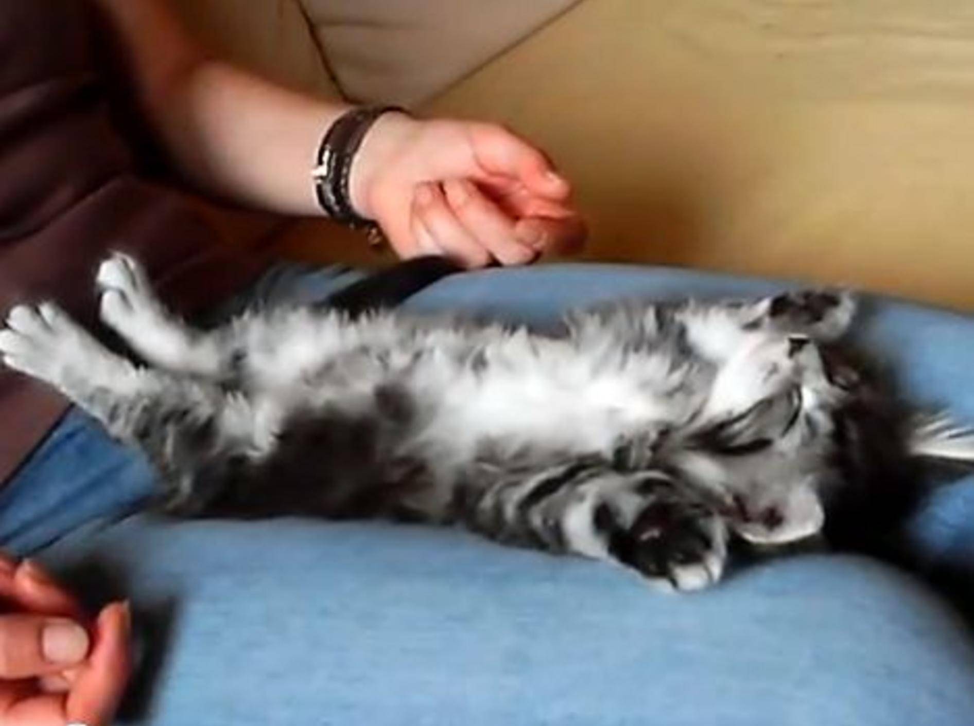 Kleines Maine-Coon-Katzenbaby ist sooo müde — Bild: Youtube / zwackelizer