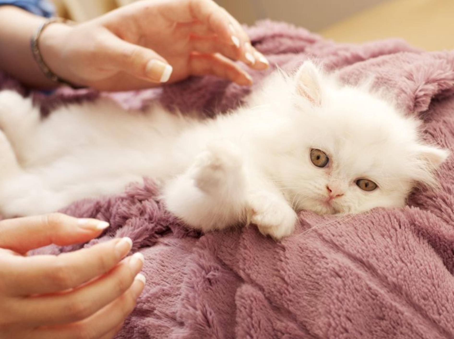 Homöopathie für Katzen: Notfalltropfen sind im Ernstfall eine große Hilfe — Bild: Shutterstock / DreamBig