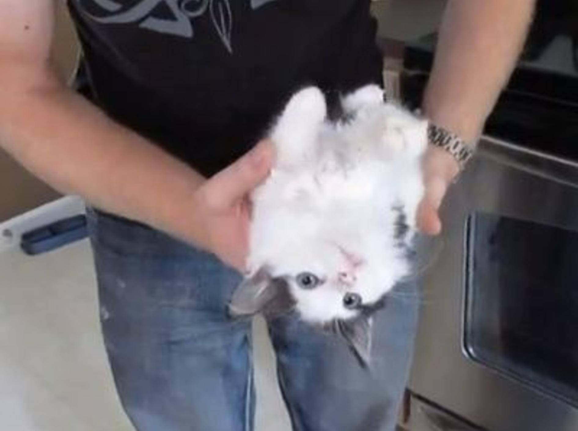 Woher die Katzenrasse "Ragdoll" ihren Namen hat — Bild: Youtube / Zelkova Ragdolls