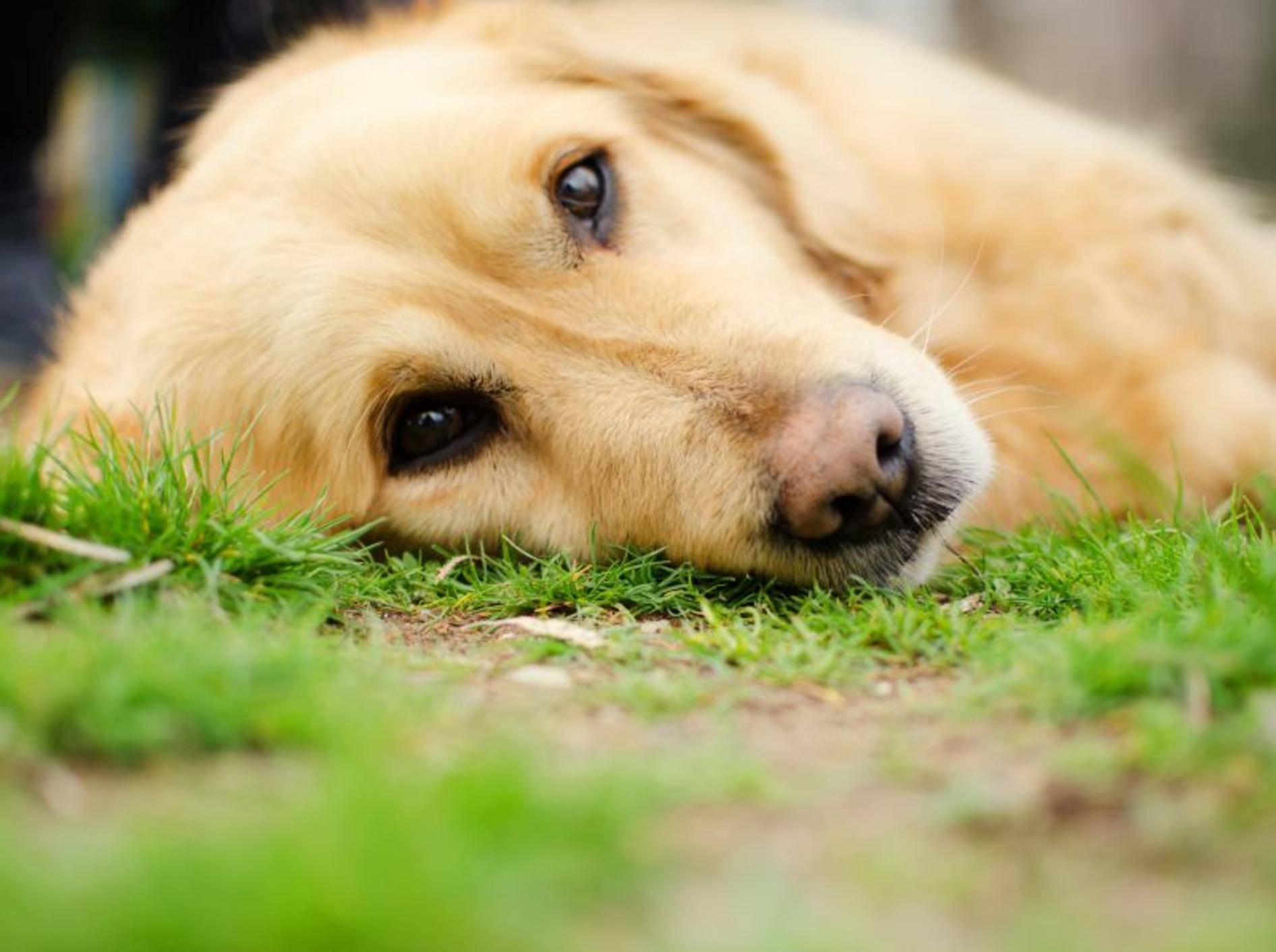Epilepsie bei Hunden: Die Symptome treten bei bestimmten Rassen wie Golden Retrievern häufiger auf — Bild: Shutterstock / Malija