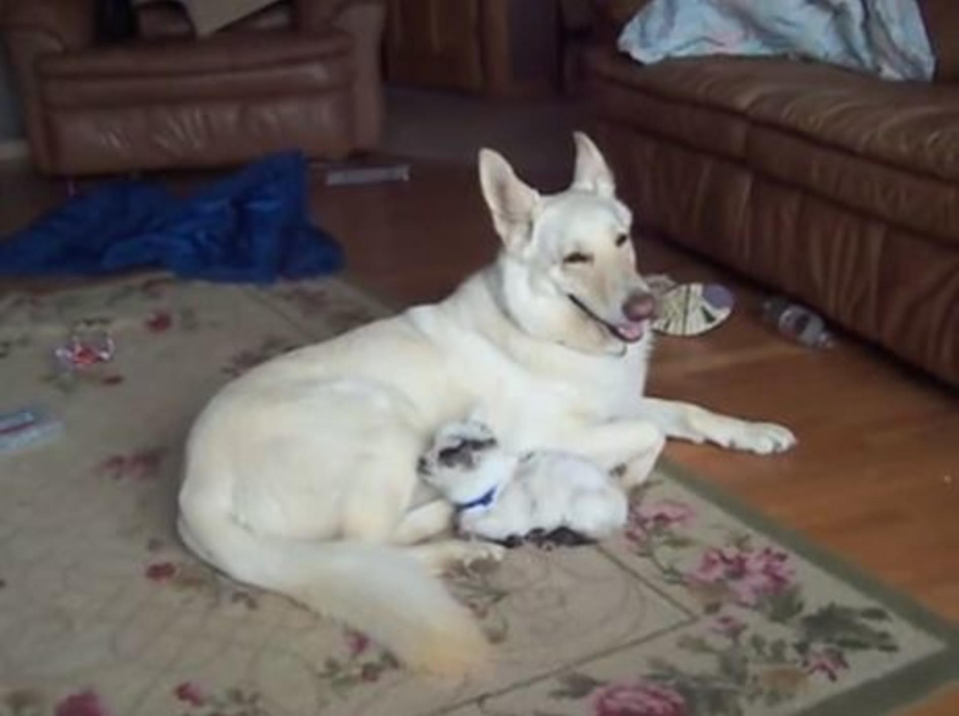Besonderer Babysitter: Schäferhund hütet Zicklein — Bild: Youtube / Royalairdogsrule