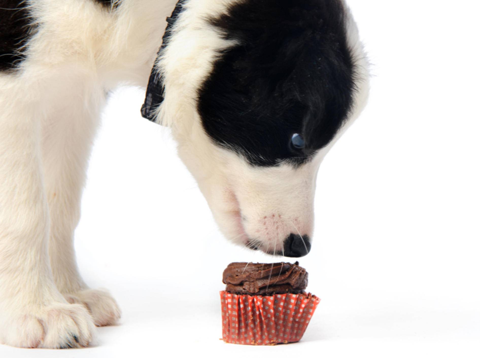 Zu den Symptomen einer Schokoladenvergiftung beim Hund zählen Krämpfe und Erbrechen