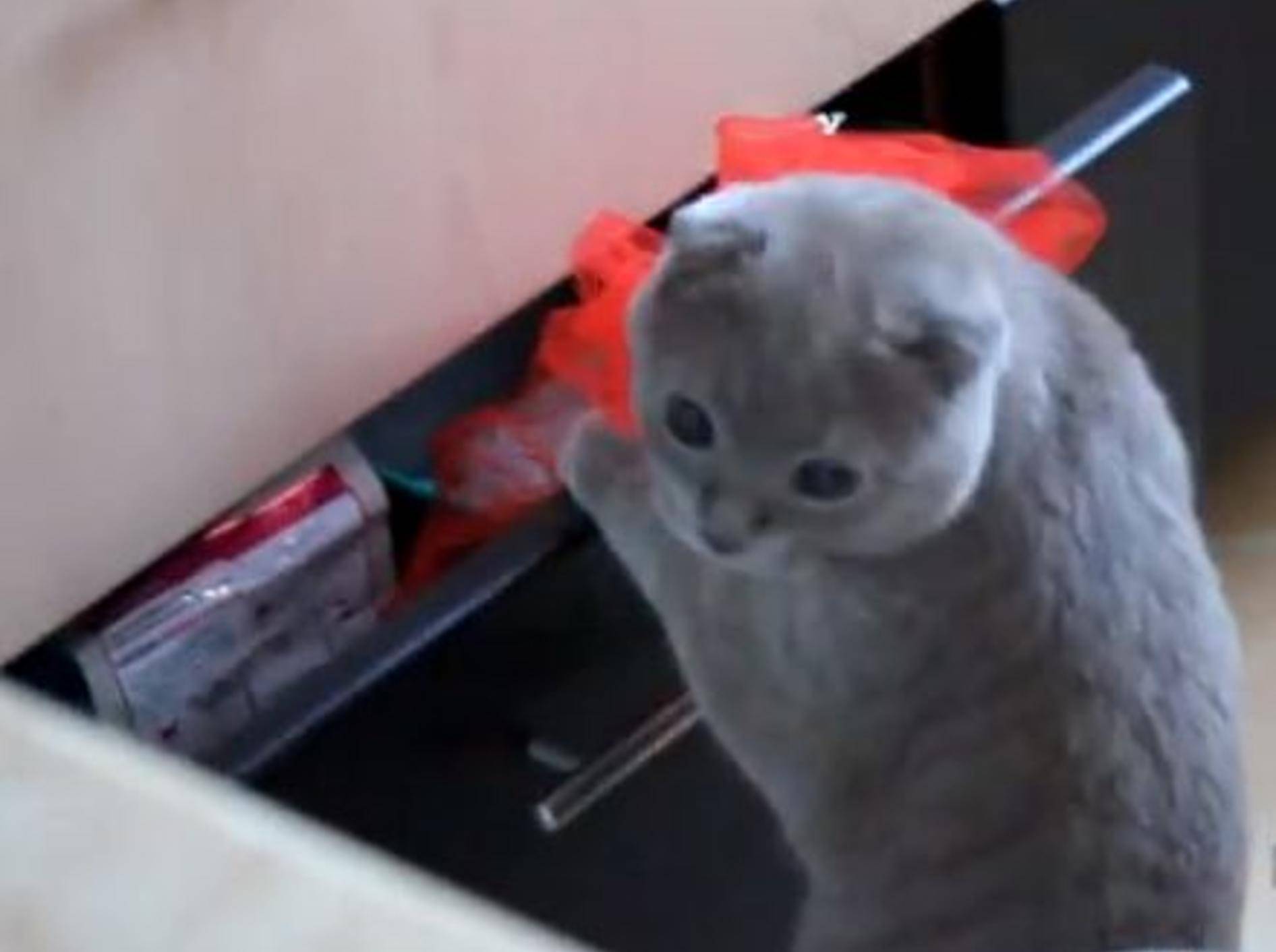 Erwischt! Diebisches Kätzchen wird auf frischer Tat ertappt — Bild: Youtube / ignoramusky