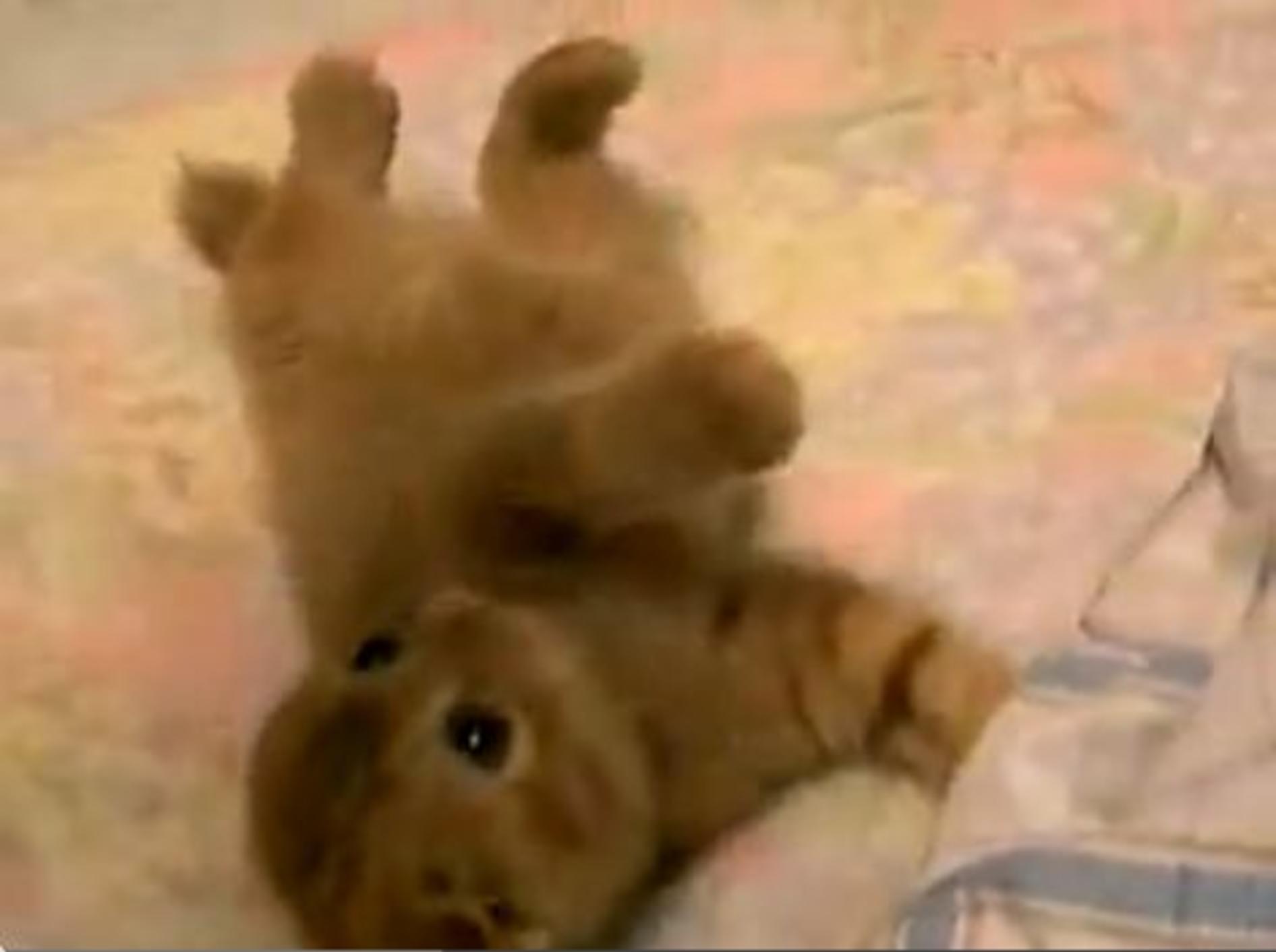 Süße Spielzeit mit einem Scottish-Fold Katzenbaby — Bild: Youtube / bunkagapaipan