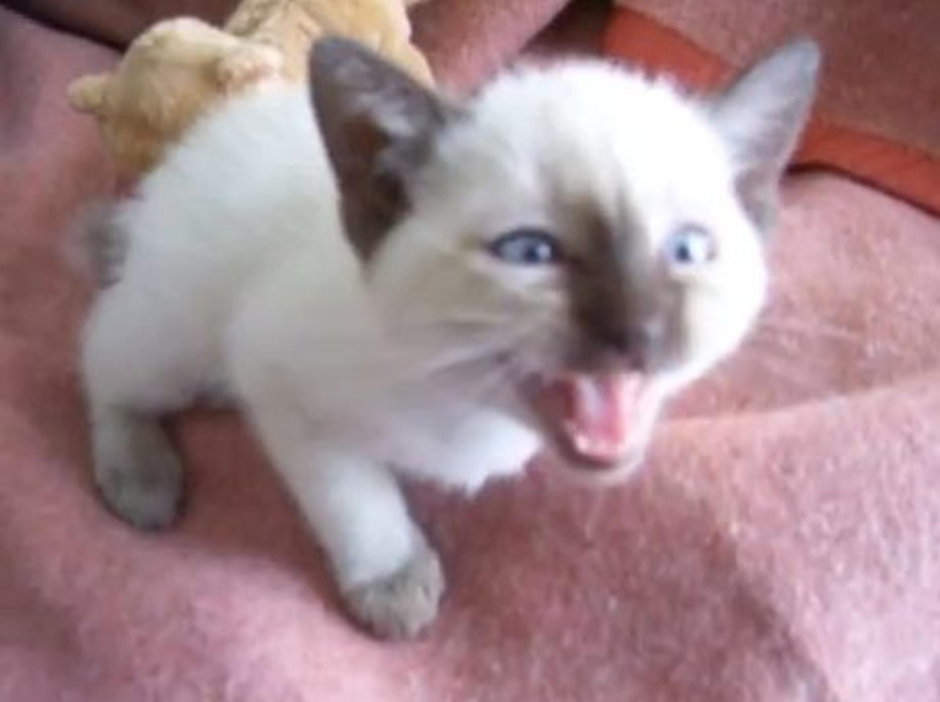 Siam-Katzenbaby hat seinen ersten Tag im neuen Zuhause — Bild: Youtube / Peekaboo17Joker