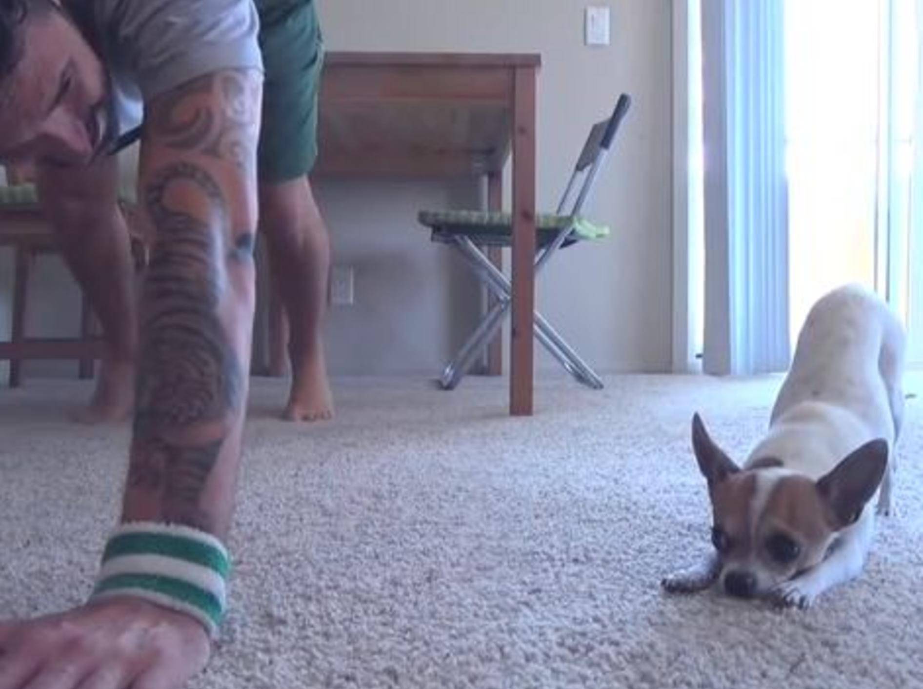 Süßer Chihuahua: Yoga-Zeit mit Herrchen — Bild: Youtube / heFunnyStoriesTube