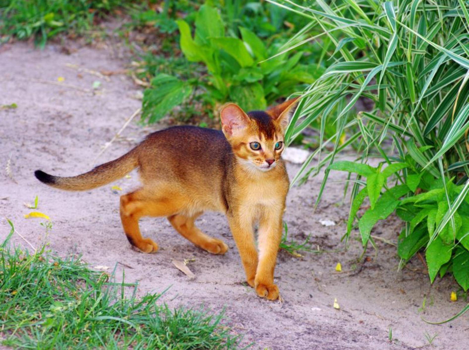 Puma oder Stubentiger? Bei der schönen Abessinierkatze ist man sich manchmal gar nicht so sicher — Bild: Shutterstock / Dolnikov