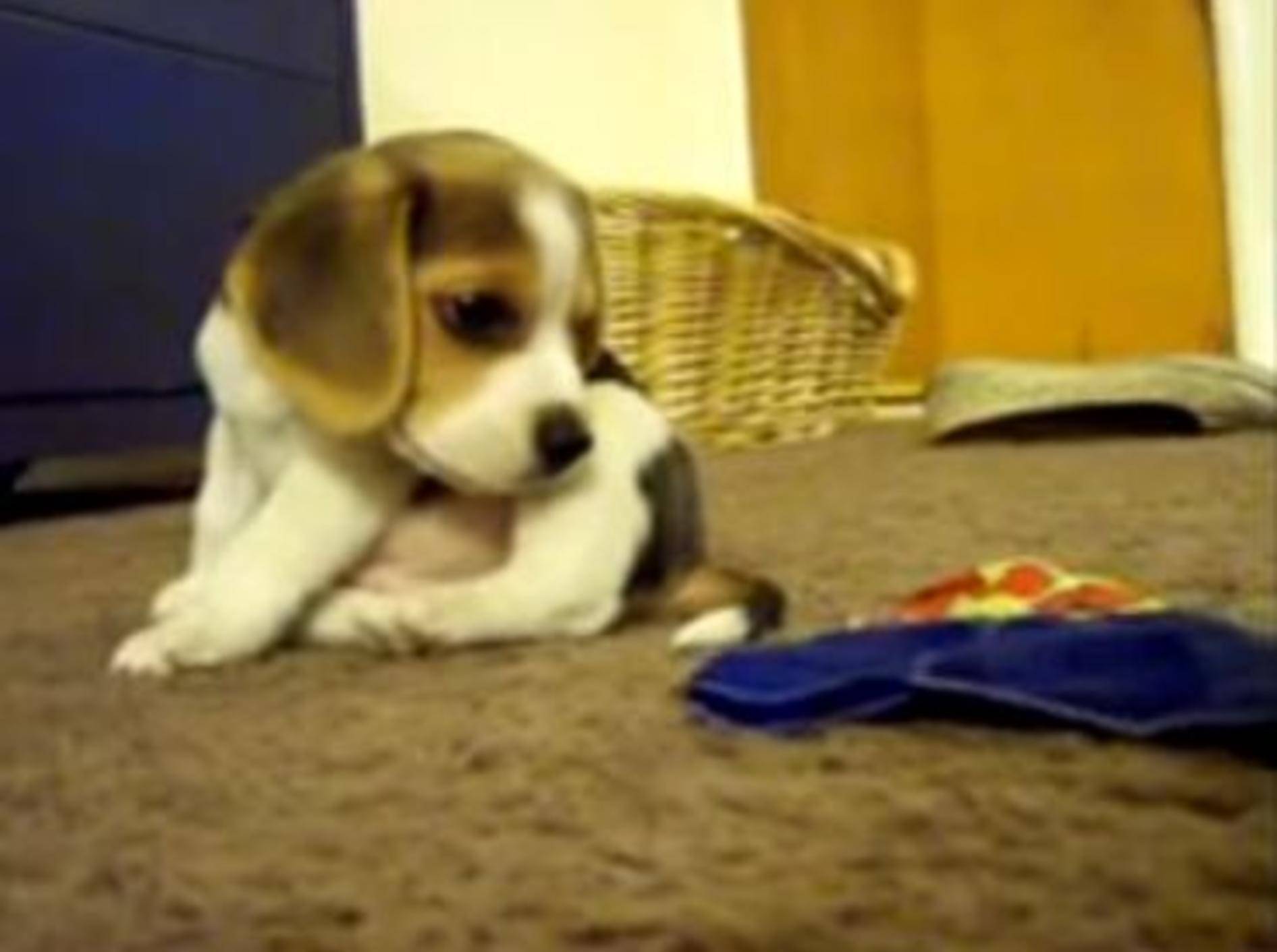 Überraschung: Süßer Beagle Max bekommt ein Geschenk — Bild: Youtube / Kim Boone