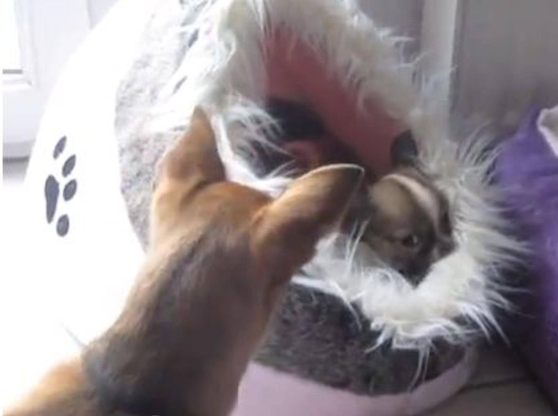 Nicht so schüchtern: Zwei Chihuahuas lernen sich kennen — Bild: Youtube / Melli847