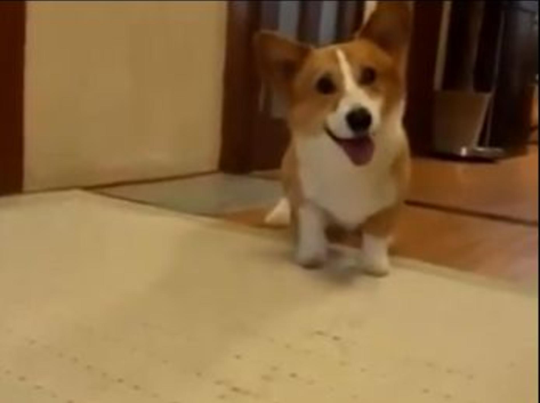 Aufgeregter Hund: "Los Herrchen, wirf mir meinen Ball!" — Bild: Youtube / can tekin