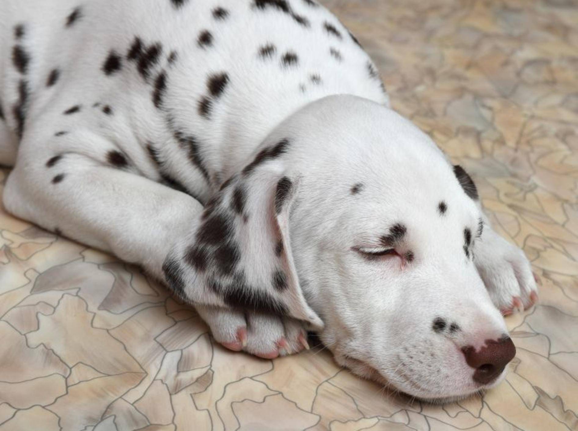 Fieber bei Hunden: Erkrankte Tiere sind müde und abgeschlagen — Bild: Shutterstock / Konjushenko Vladimir