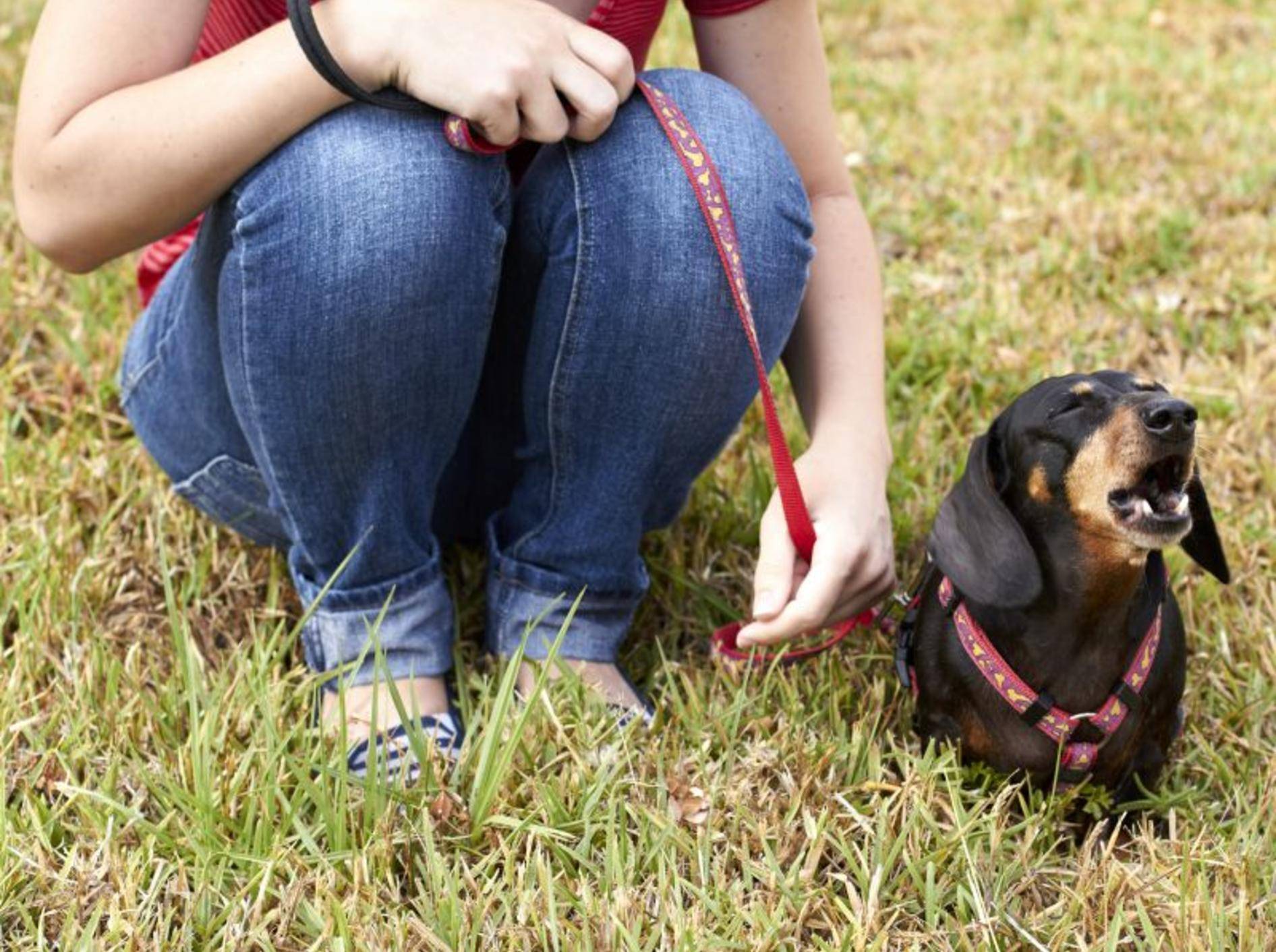 Hundeerziehung Tipps für Hundetraining ohne Stress