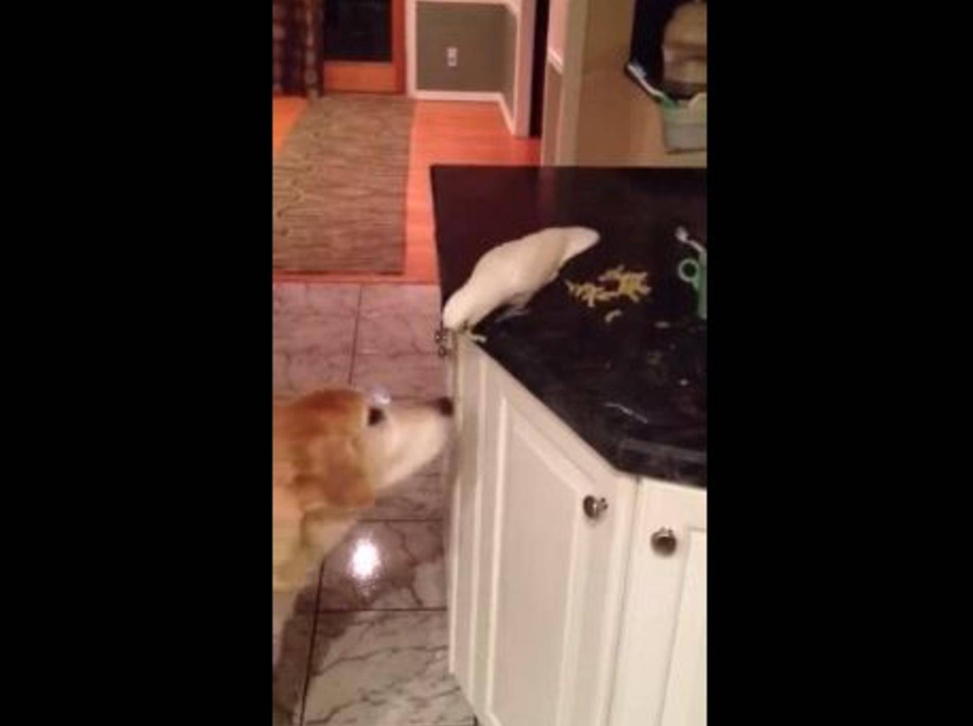 Niedliches Dreamteam: Vogel füttert Hund — Bild: Youtube / funnychannel4u·