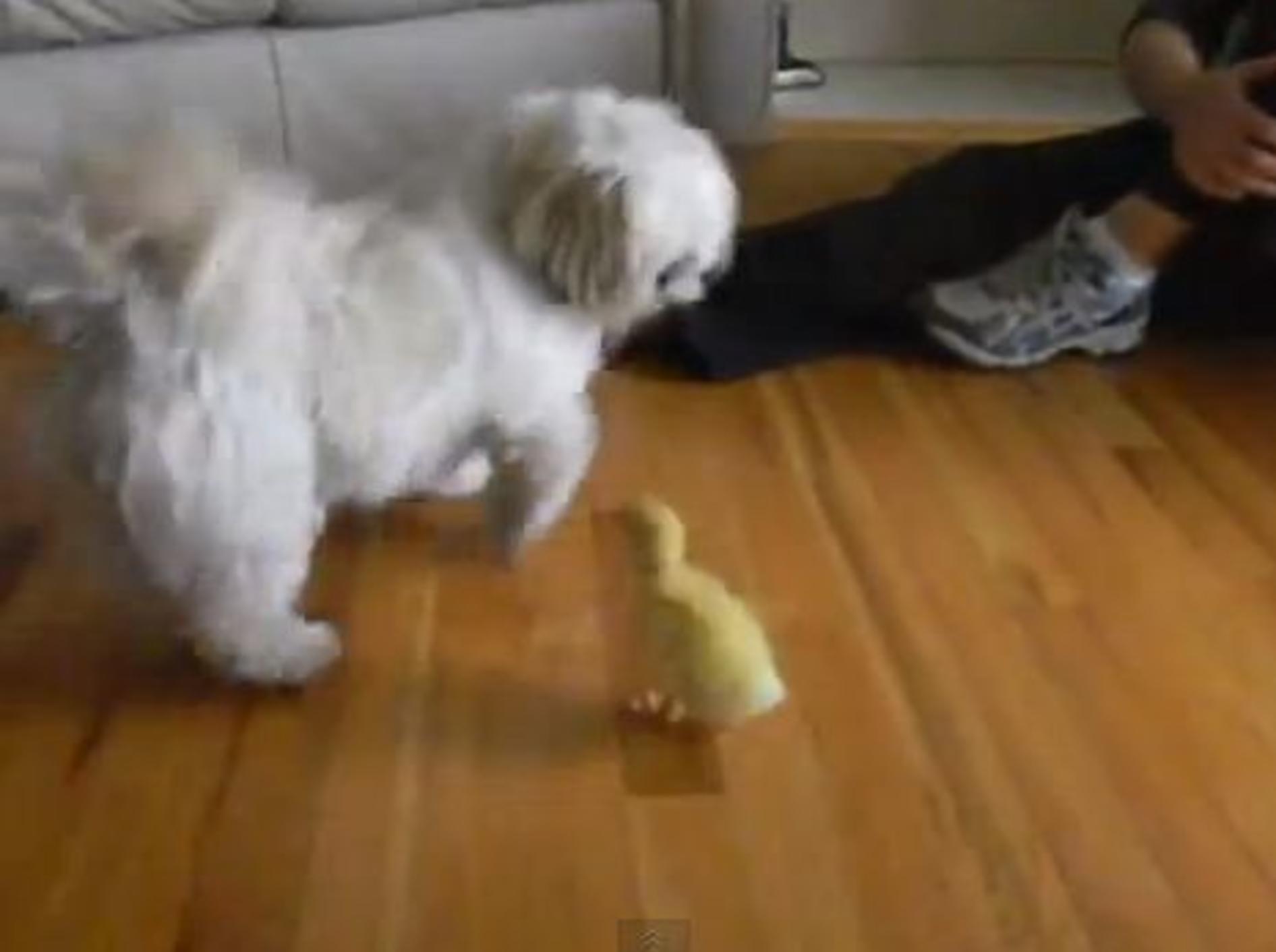 Süßer Hund hat Angst vor einem kleinen Entenküken — Bild: Youtube / Elisa Young