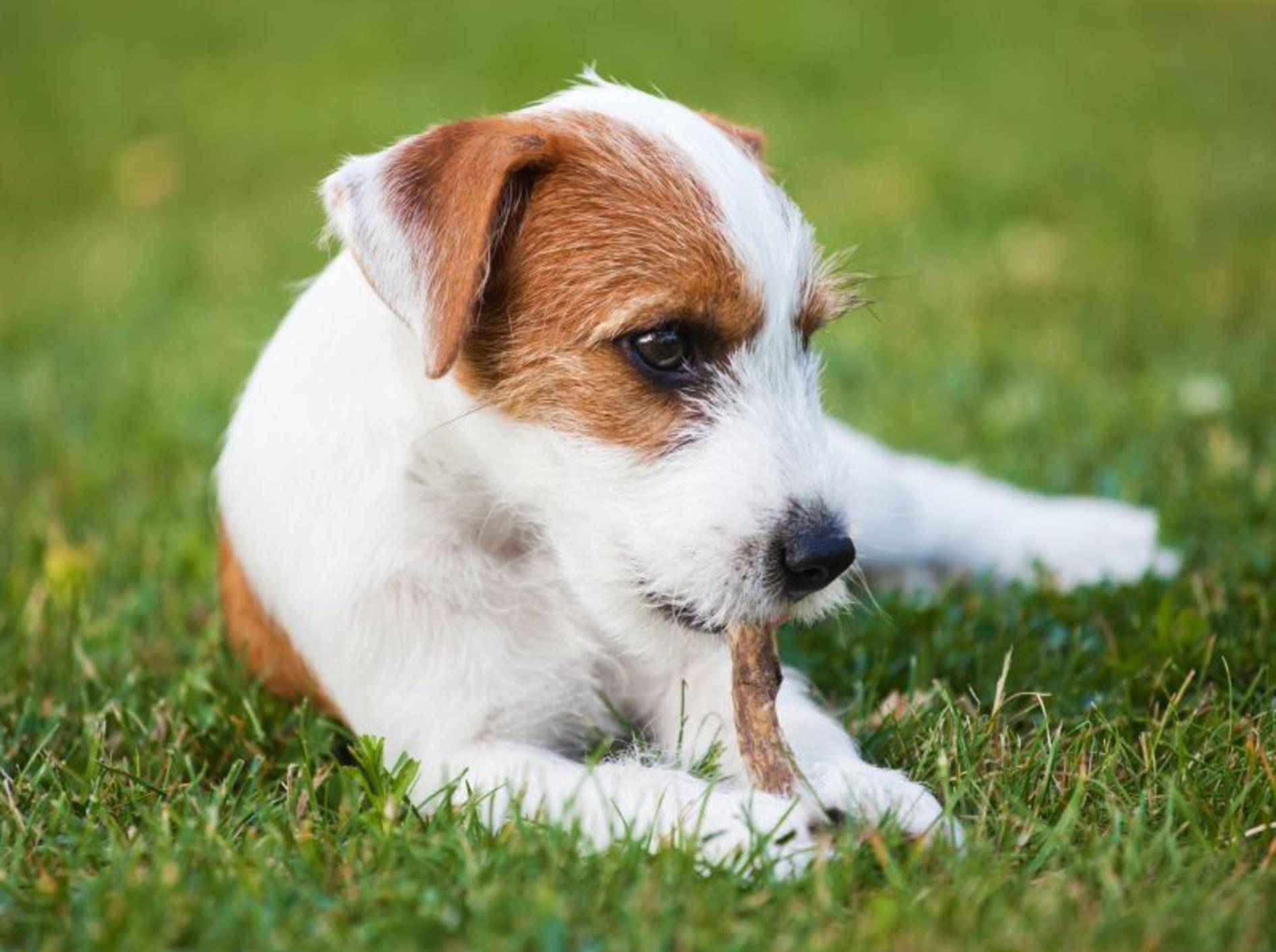 Da freut sich der Hund: Ein Leckerli für zwischendurch kommt immer gut an! — Bild: Shutterstock / Christian Mueller