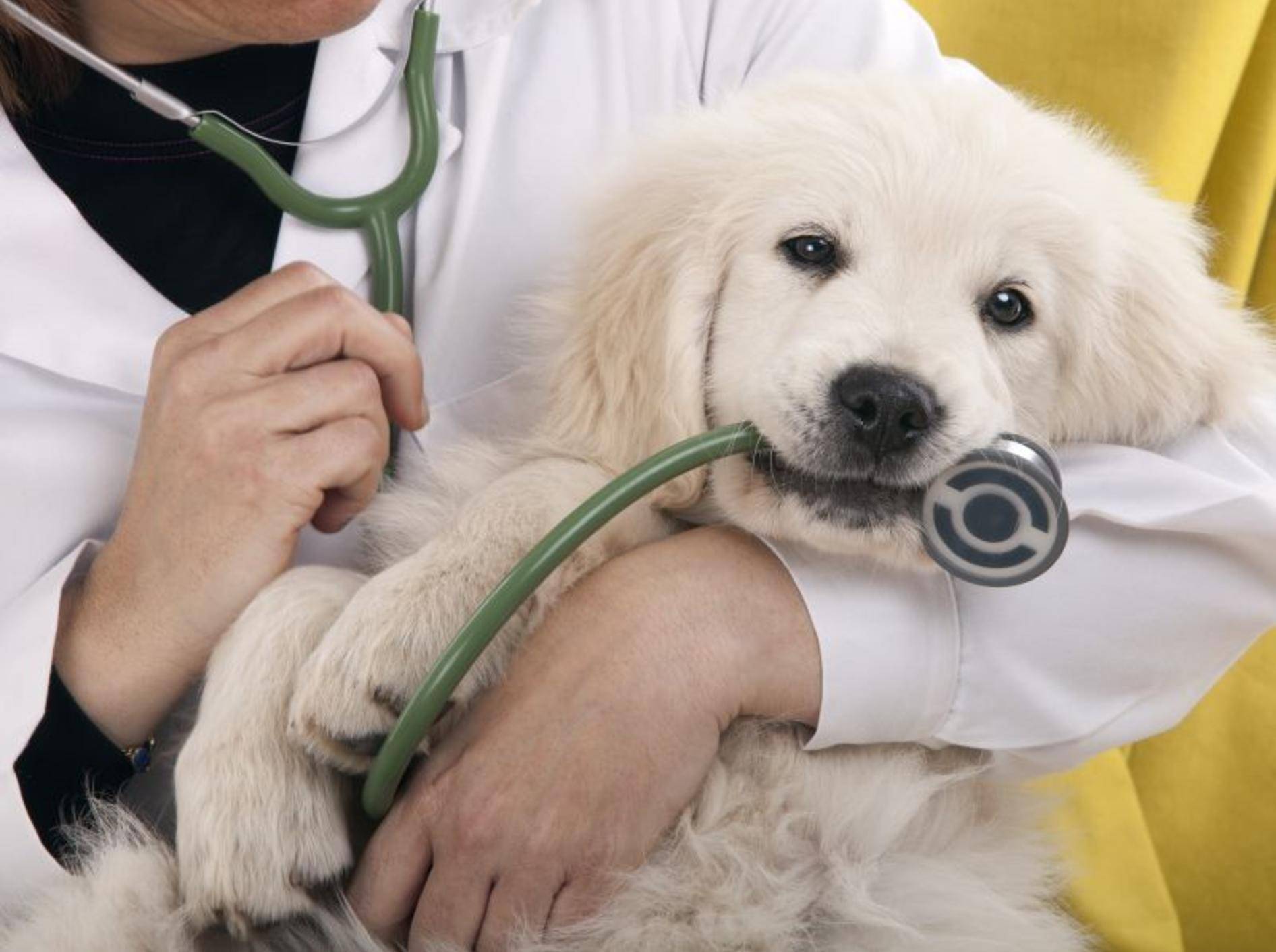 Hunde mit Diabetes: Diagnose und Behandlung erfolgt beim Tierarzt — Bild: Shutterstock / Roger costa morera