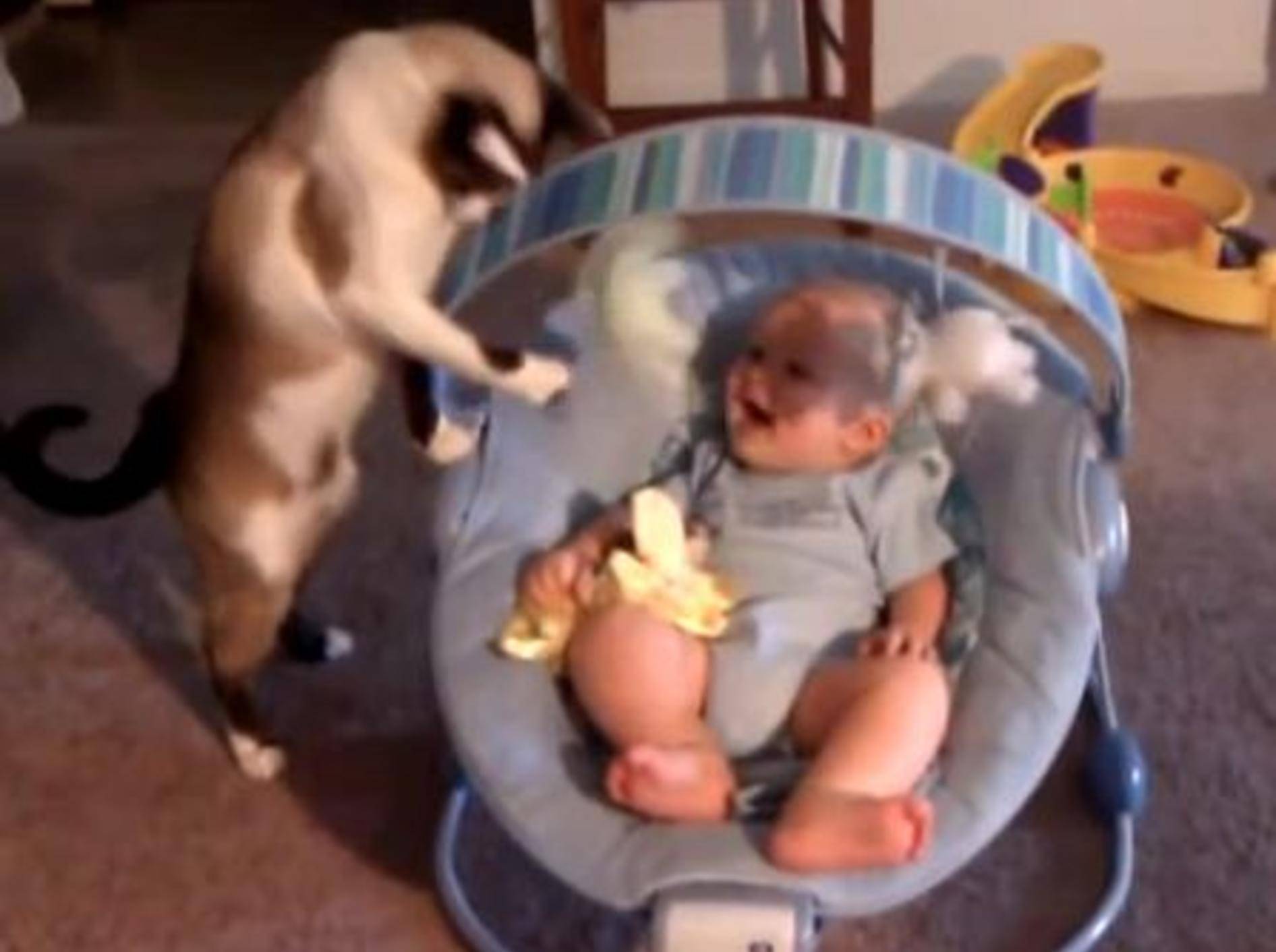 Süße Babysitter-Katze bringt Baby zum Lachen — Bild. Youtube / bowl300X02·