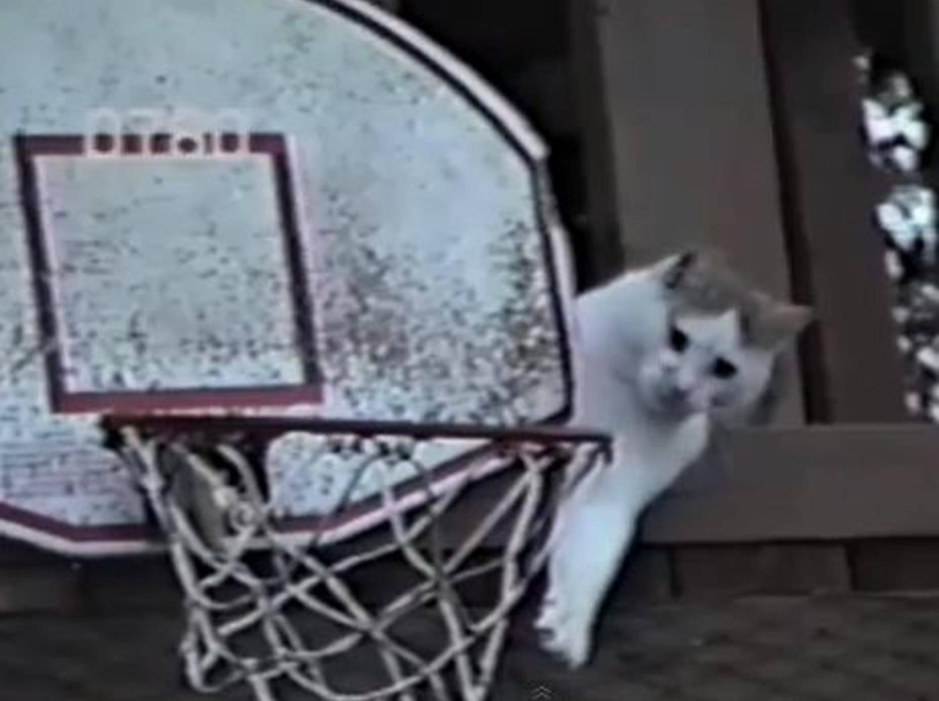 Sportliche Katze ist der süßeste Basketball-Profi der Welt — Bild: Youtube / Petsami