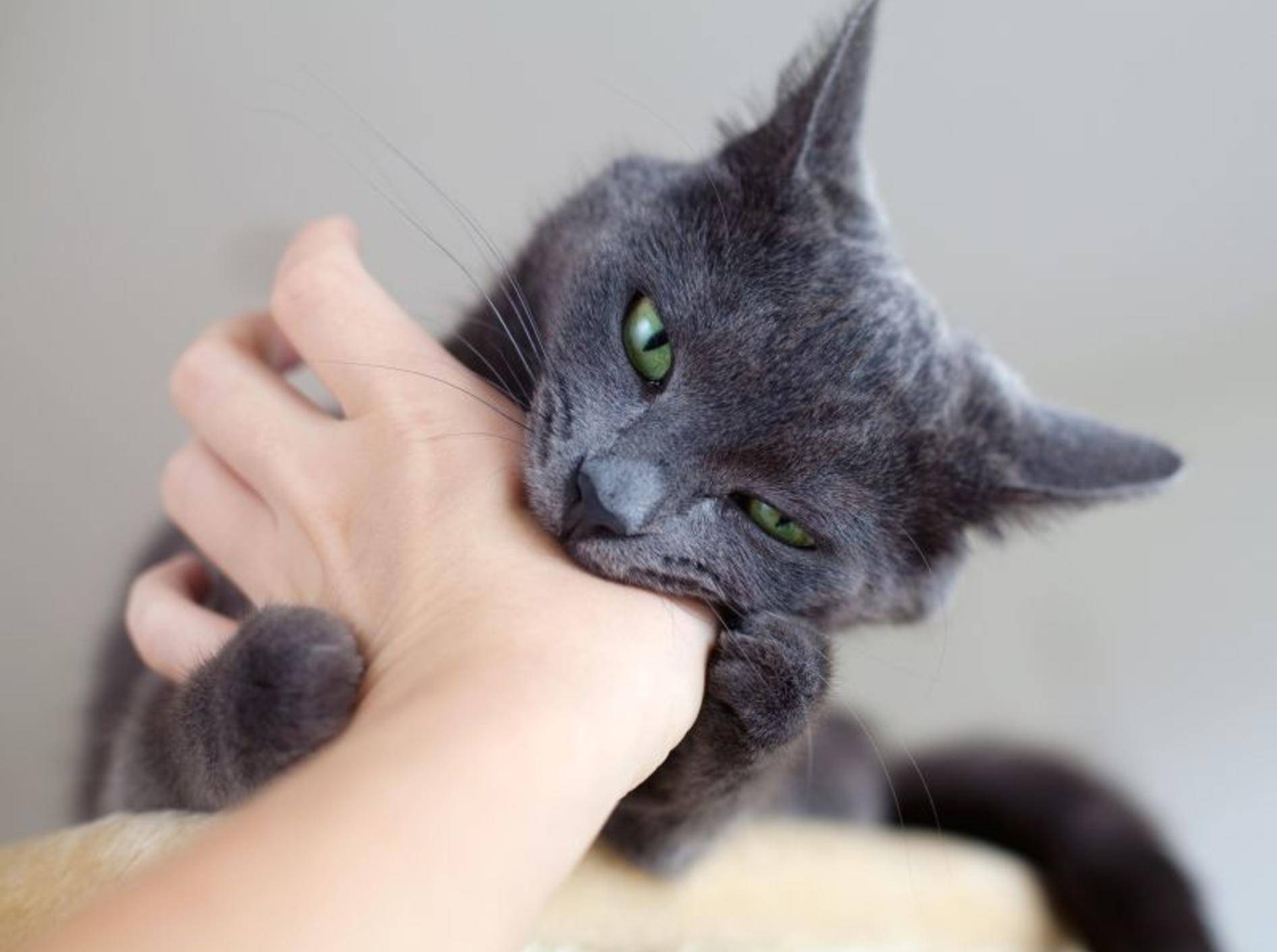 Autsch! Beißende Katzen sind nicht die angenehmsten Zeitgenossen — Bild: Shutterstock / Diana Taliun